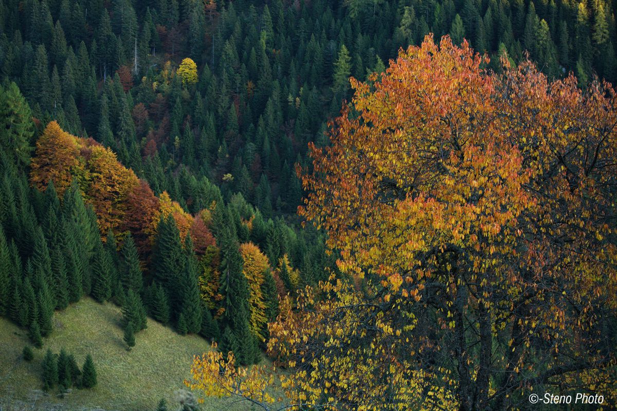Val Telvagola, towards evening