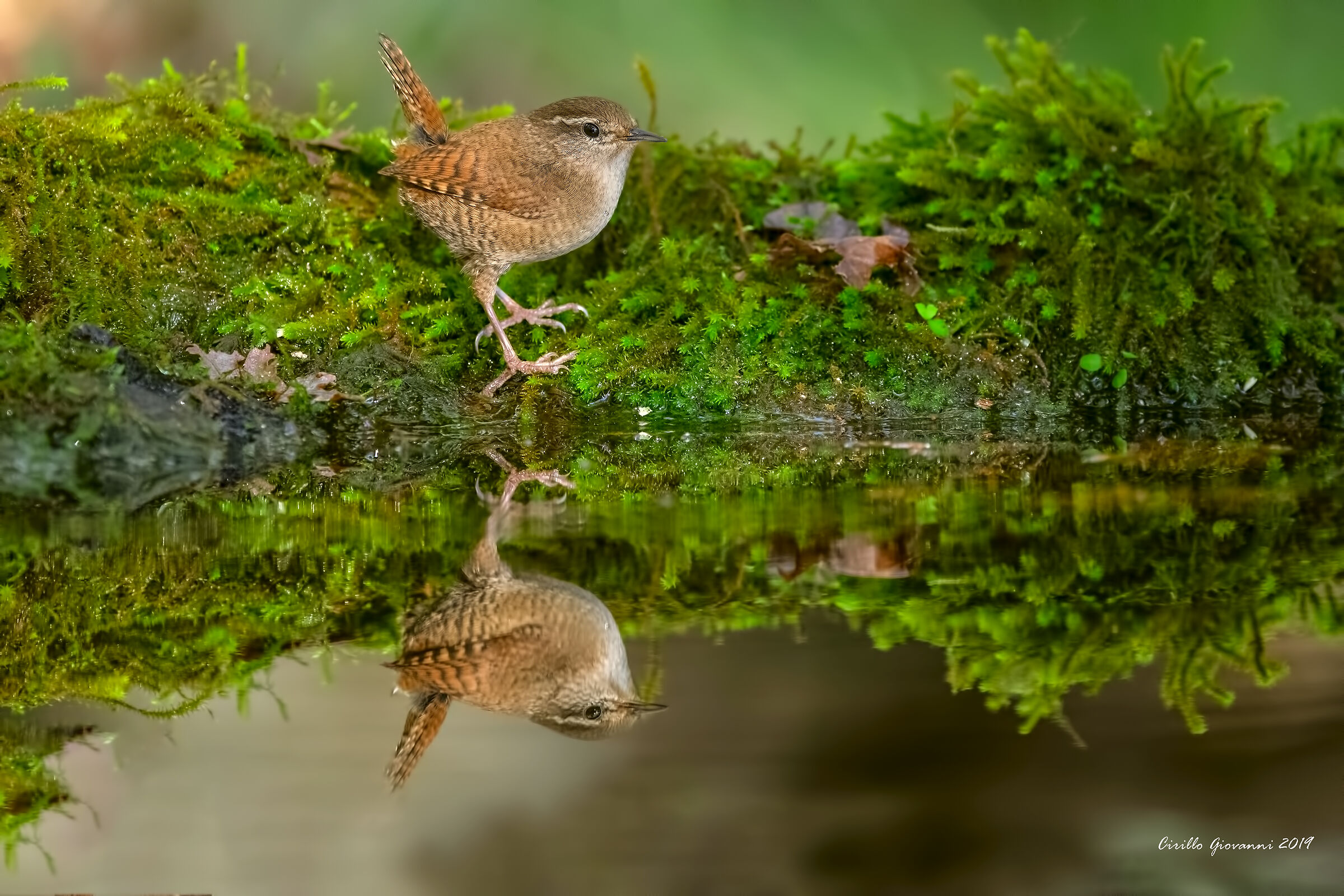 scricciolo in autunno