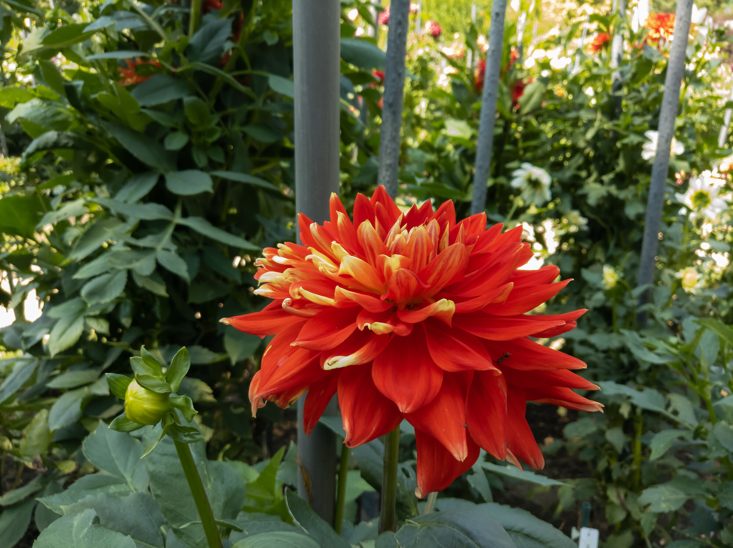 Dalia a Villa Taranto ( Verbania)