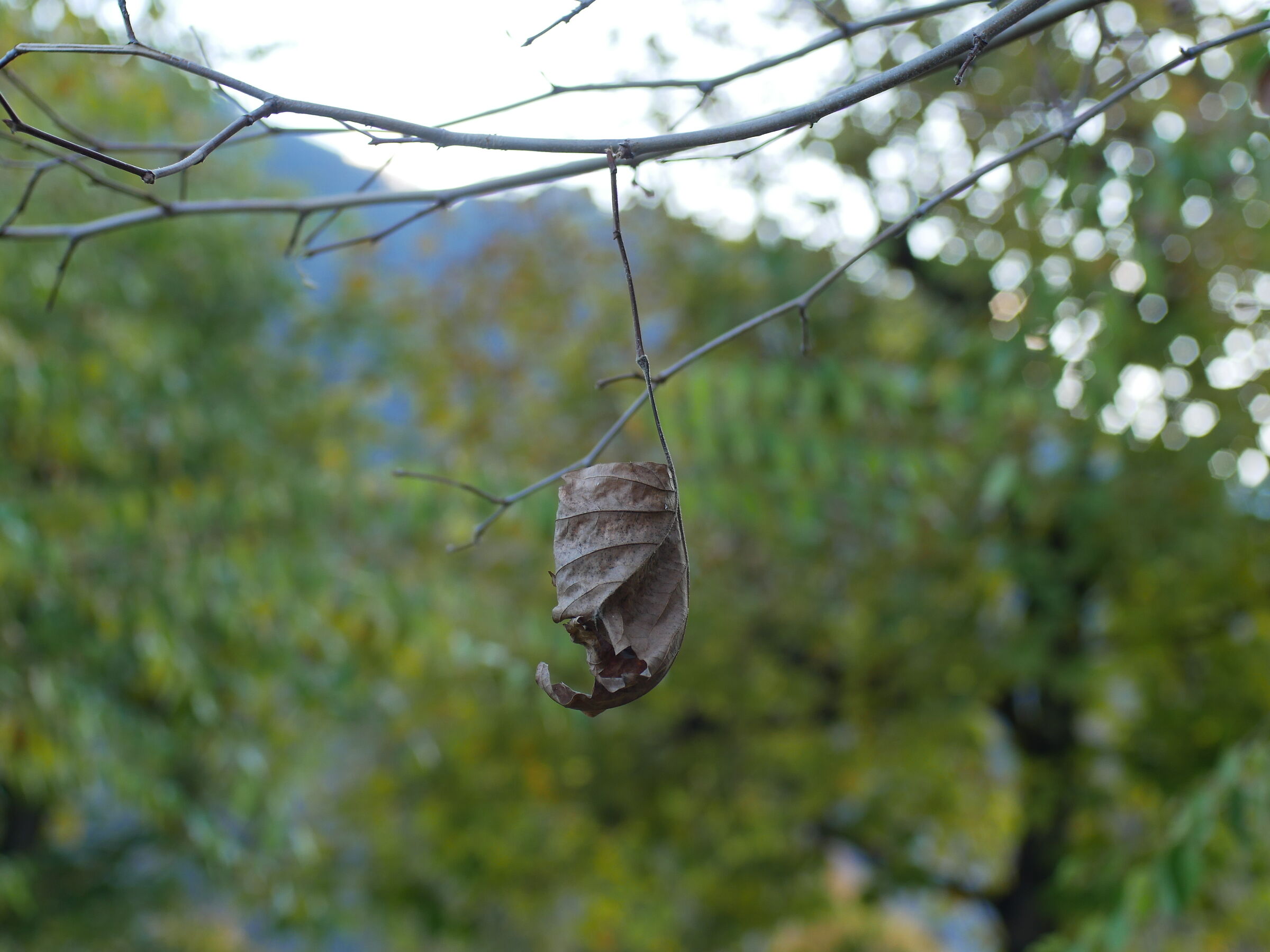 ...ne rimarrà soltanto una