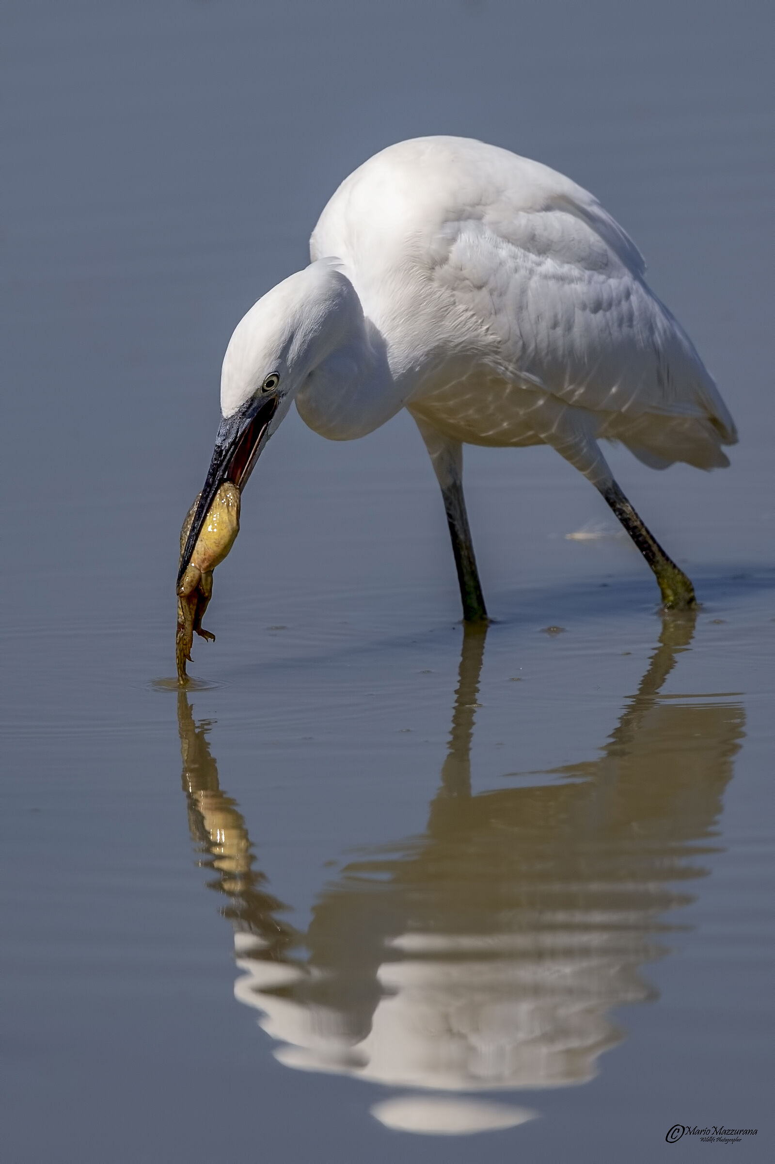 Garzetta egretta "La preda"