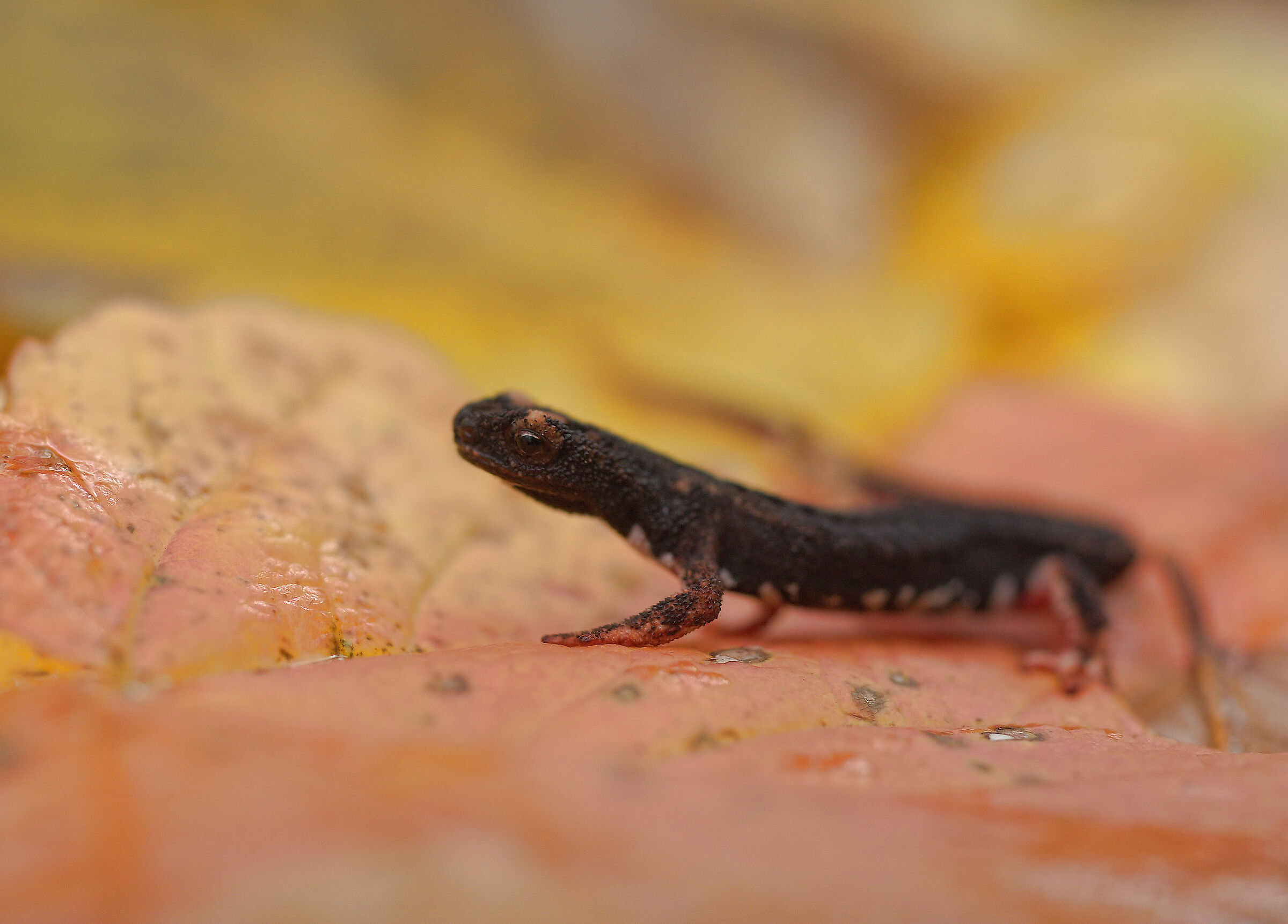 Glasses-wearing Salamander