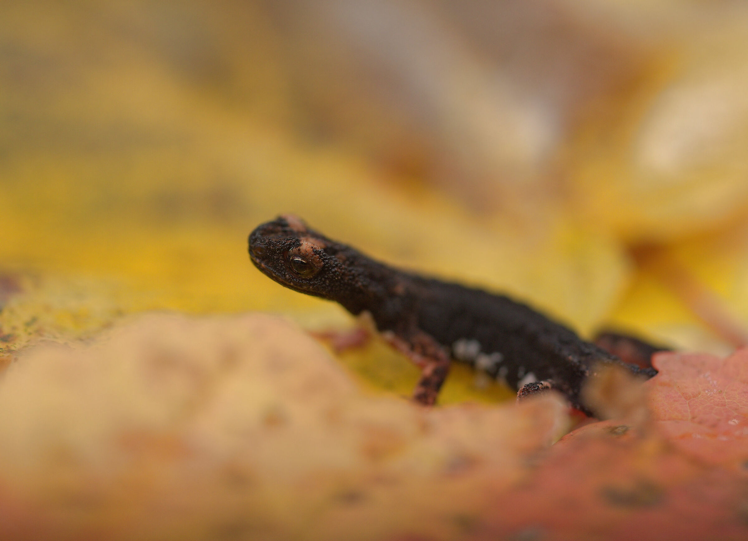 Glasses-wearing Salamander