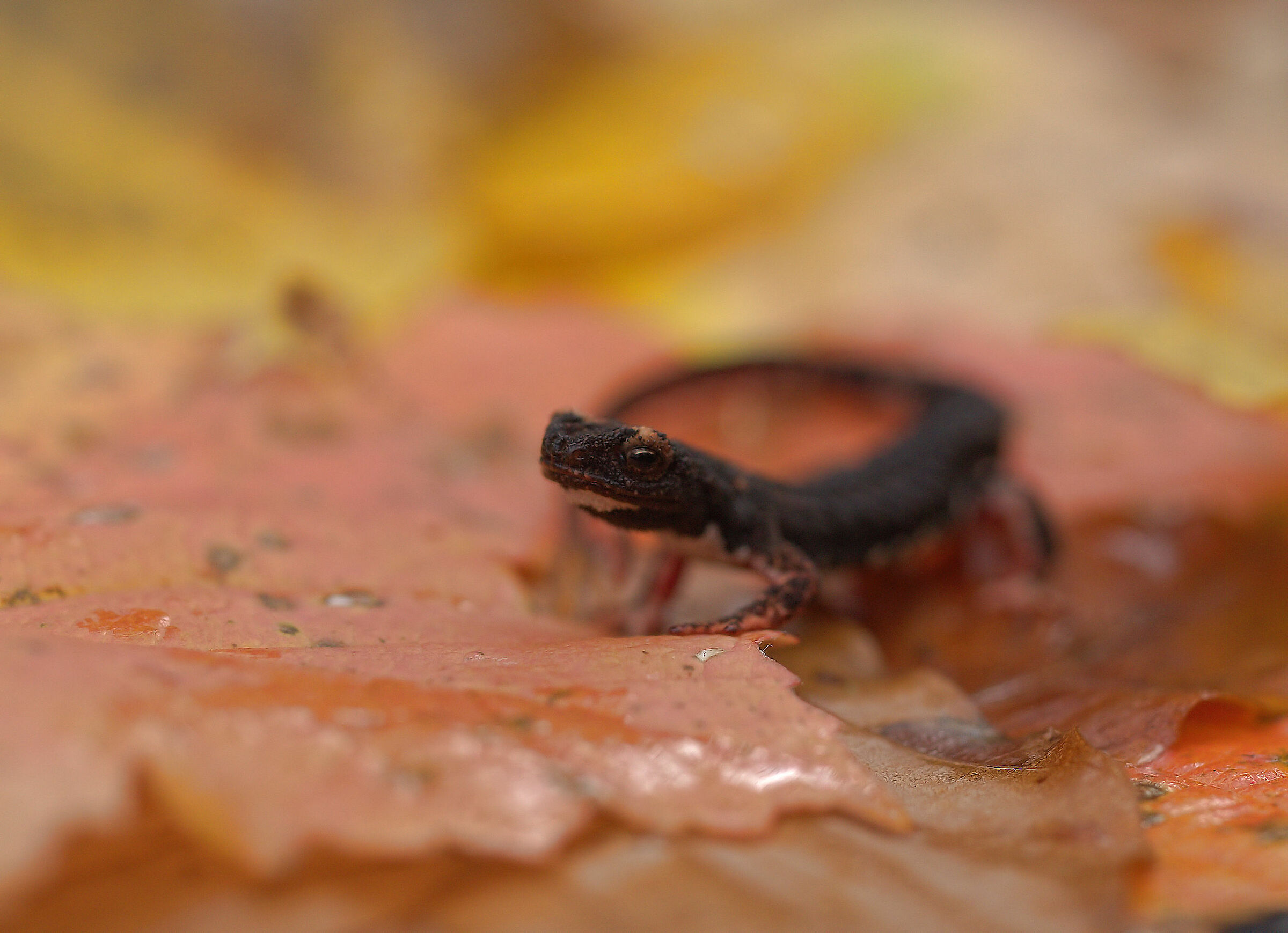 Glasses-wearing Salamander