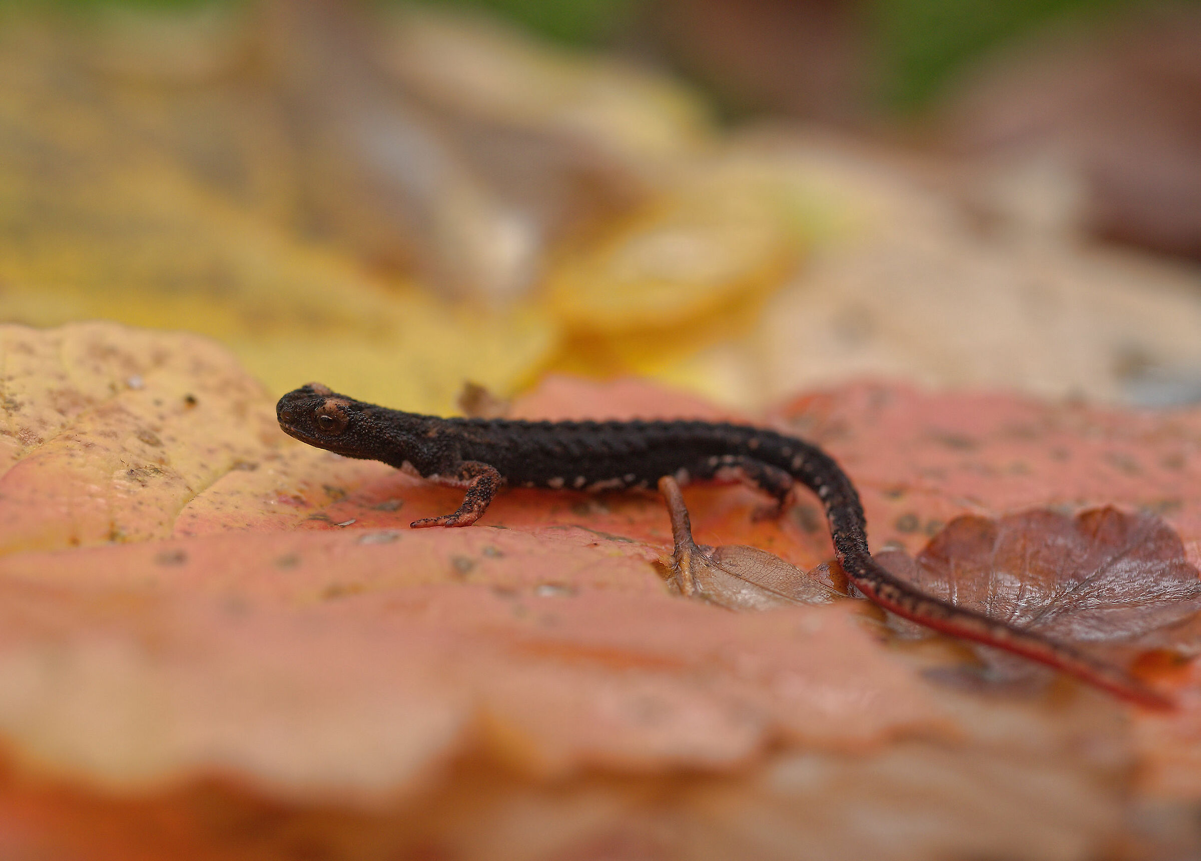 Glasses-wearing Salamander