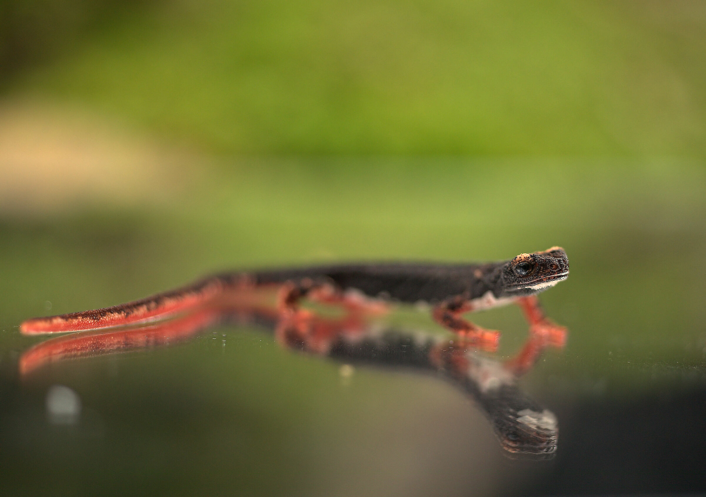 Glasses-wearing Salamander