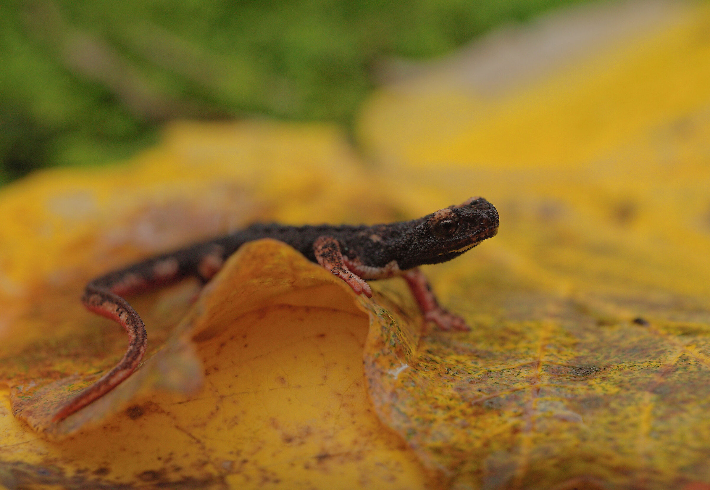 Glasses-wearing Salamander