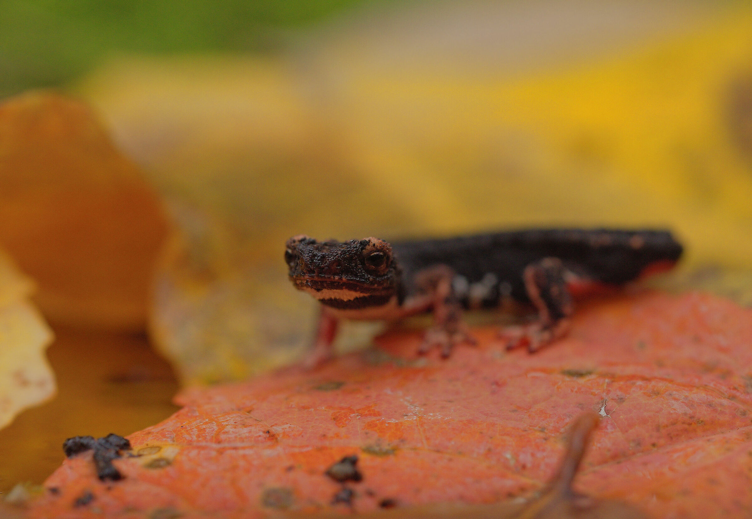 Glasses-wearing Salamander