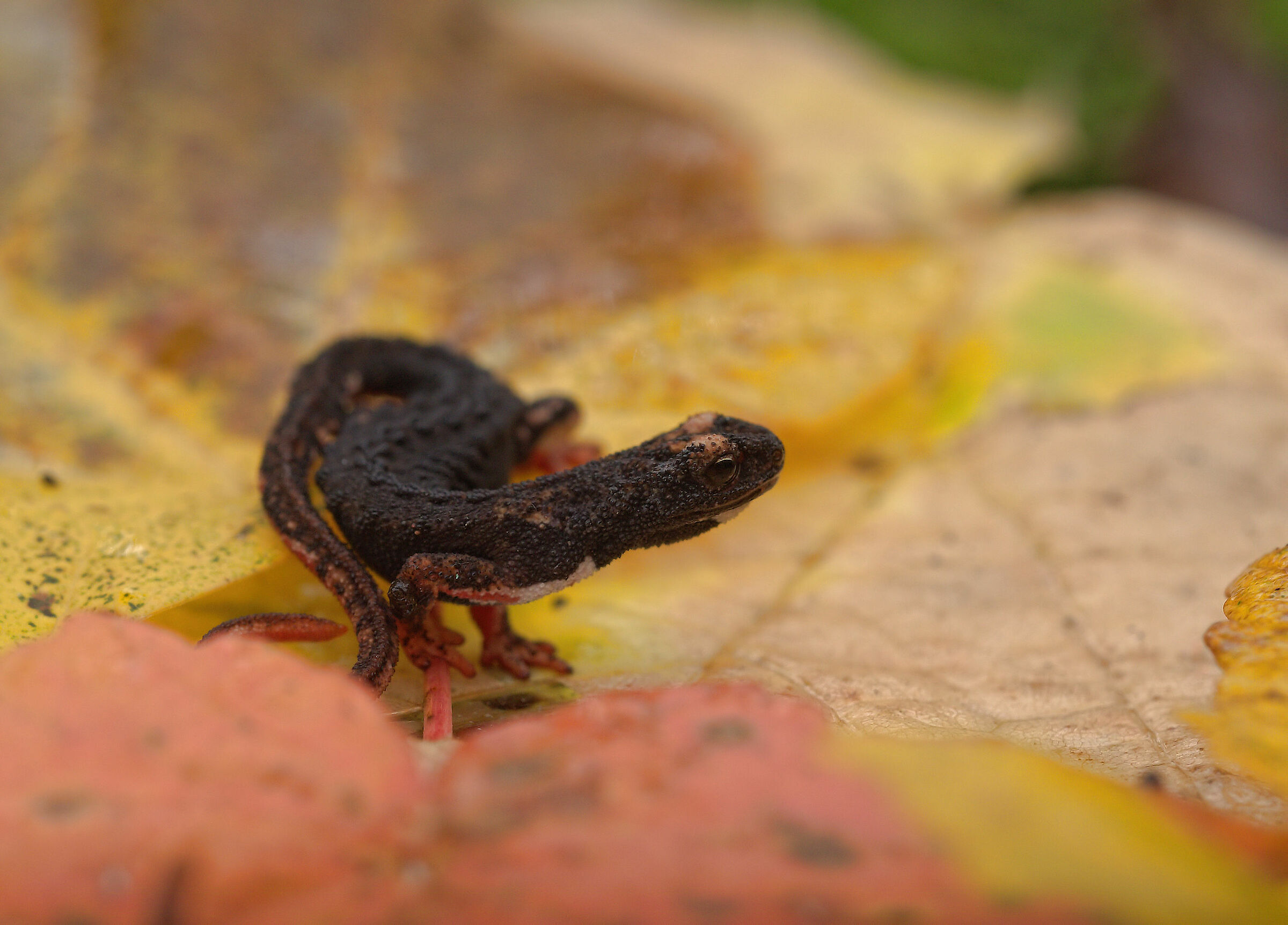 Glasses-wearing Salamander