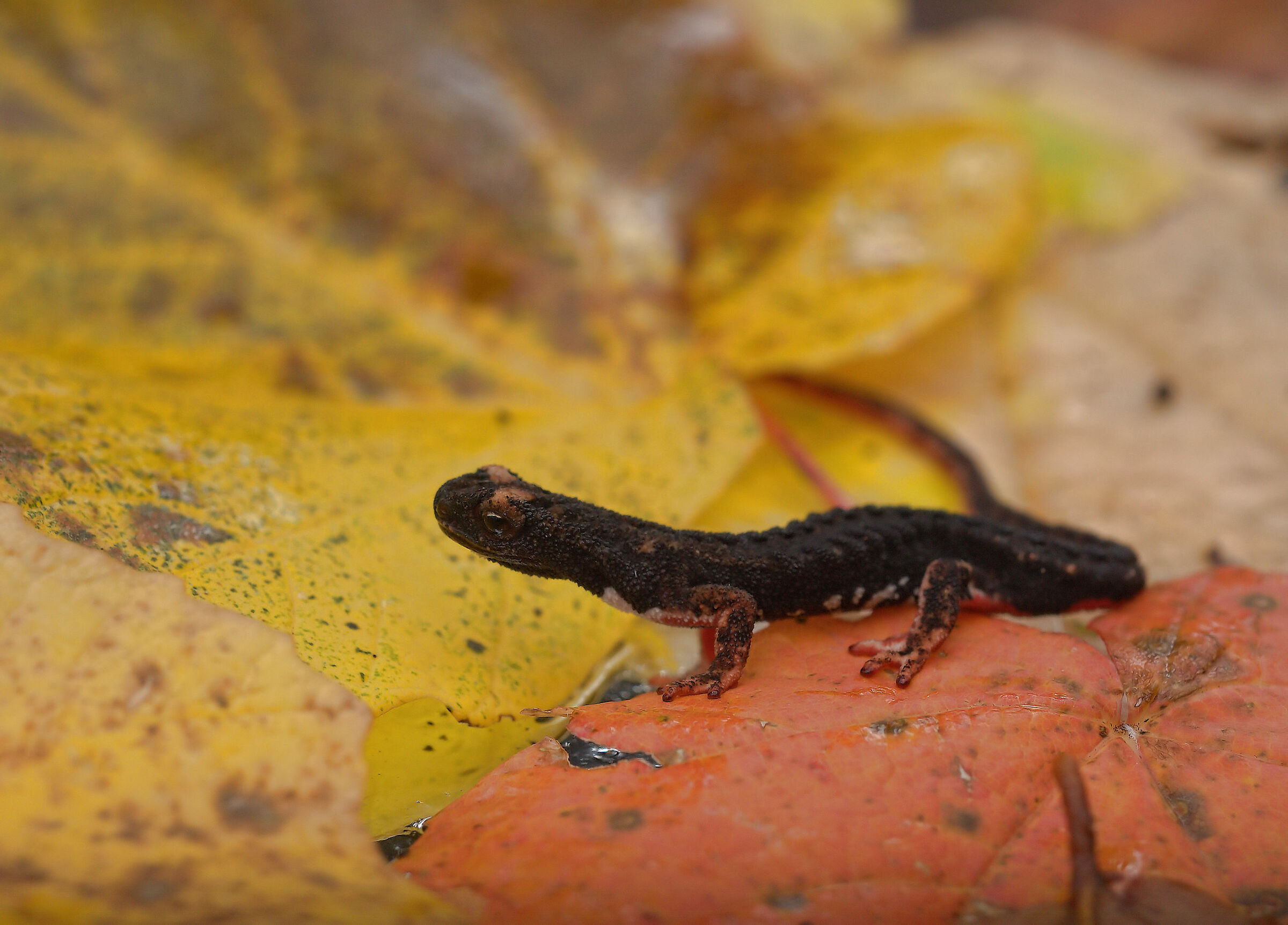 Glasses-wearing Salamander