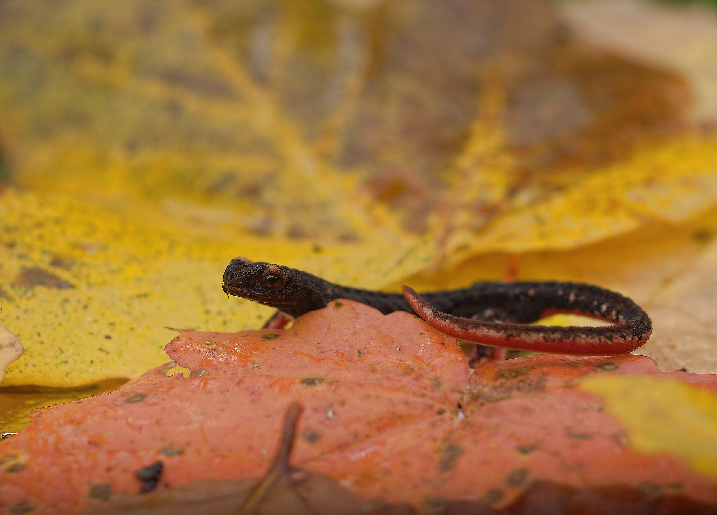 Glasses-wearing Salamander