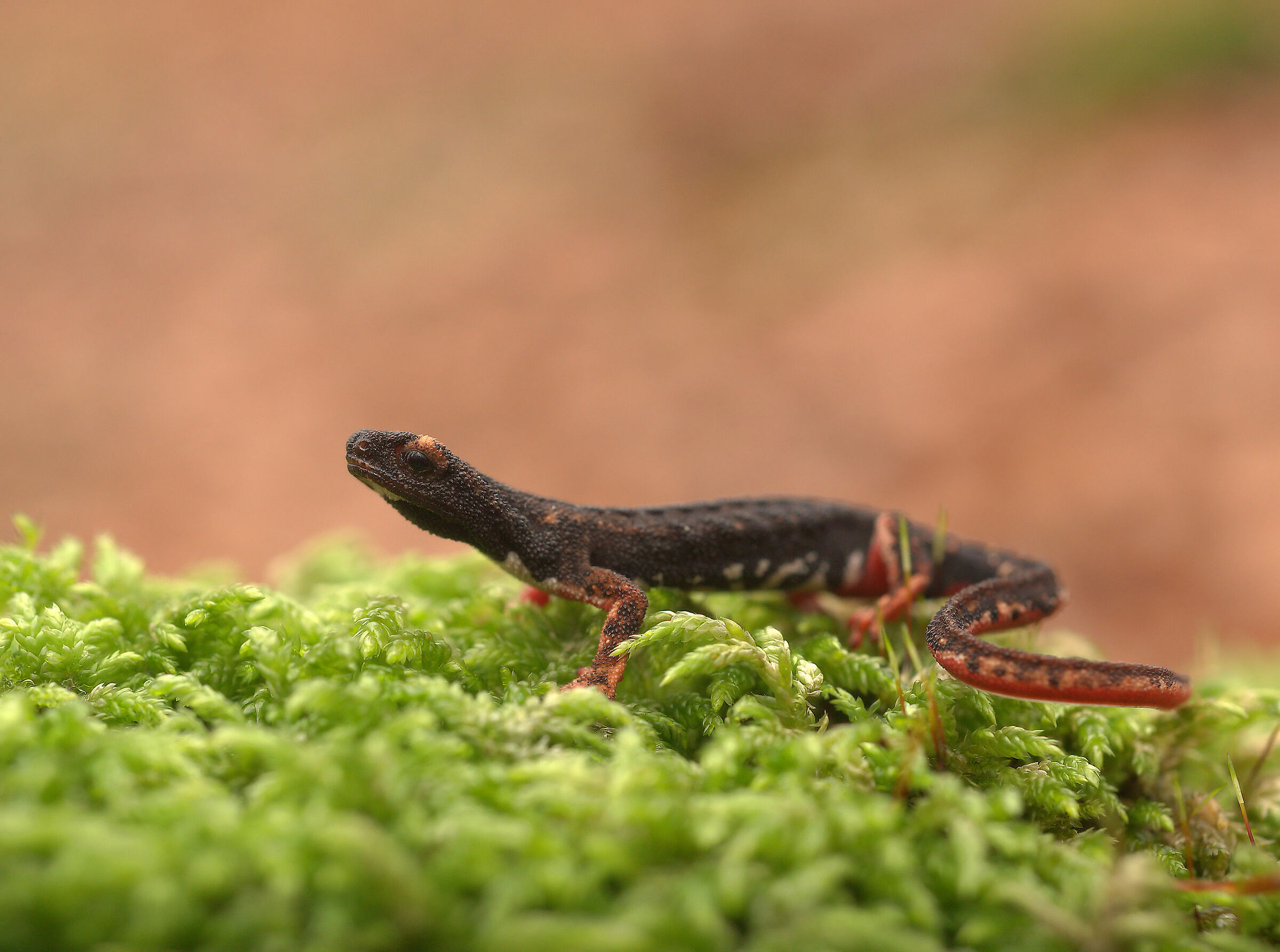 Glasses-wearing Salamander
