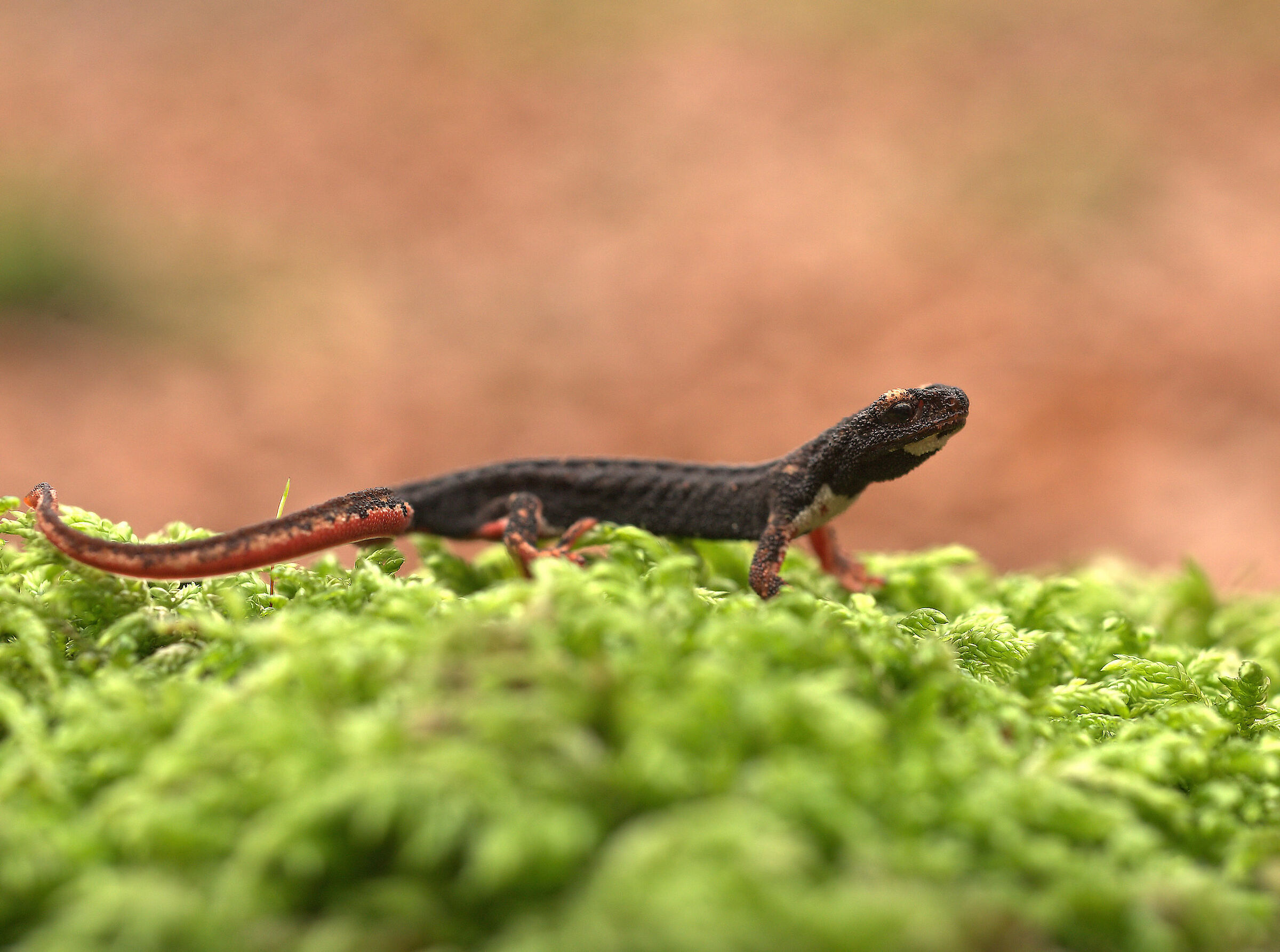 Glasses-wearing Salamander
