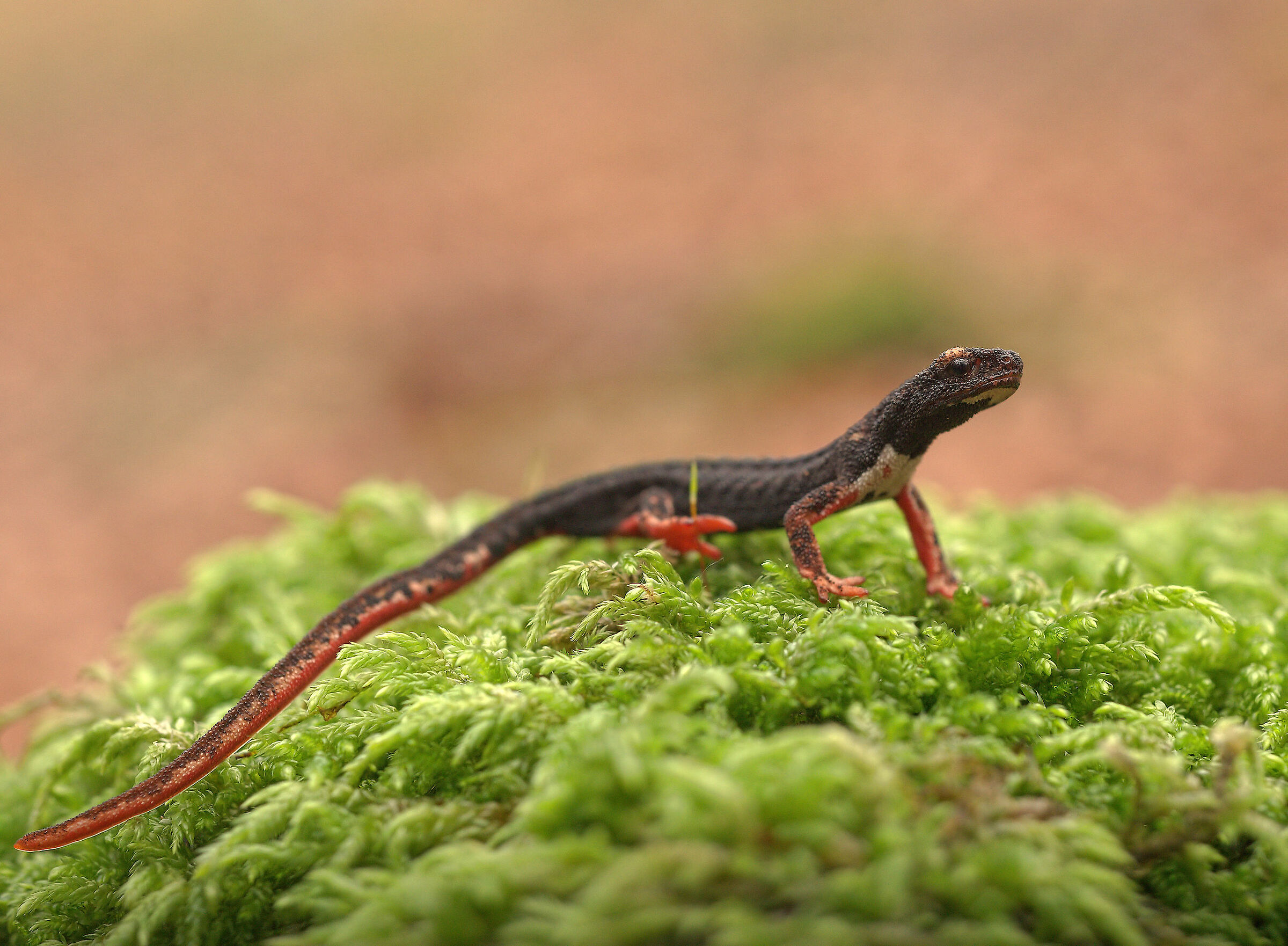 Glasses-wearing Salamander