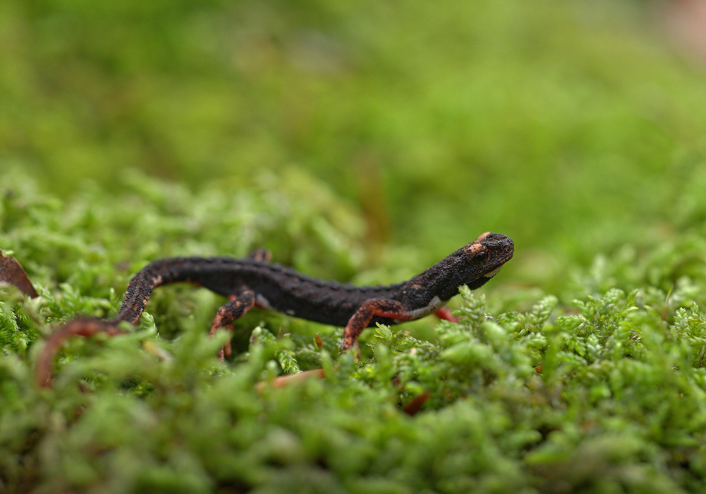 Glasses-wearing Salamander