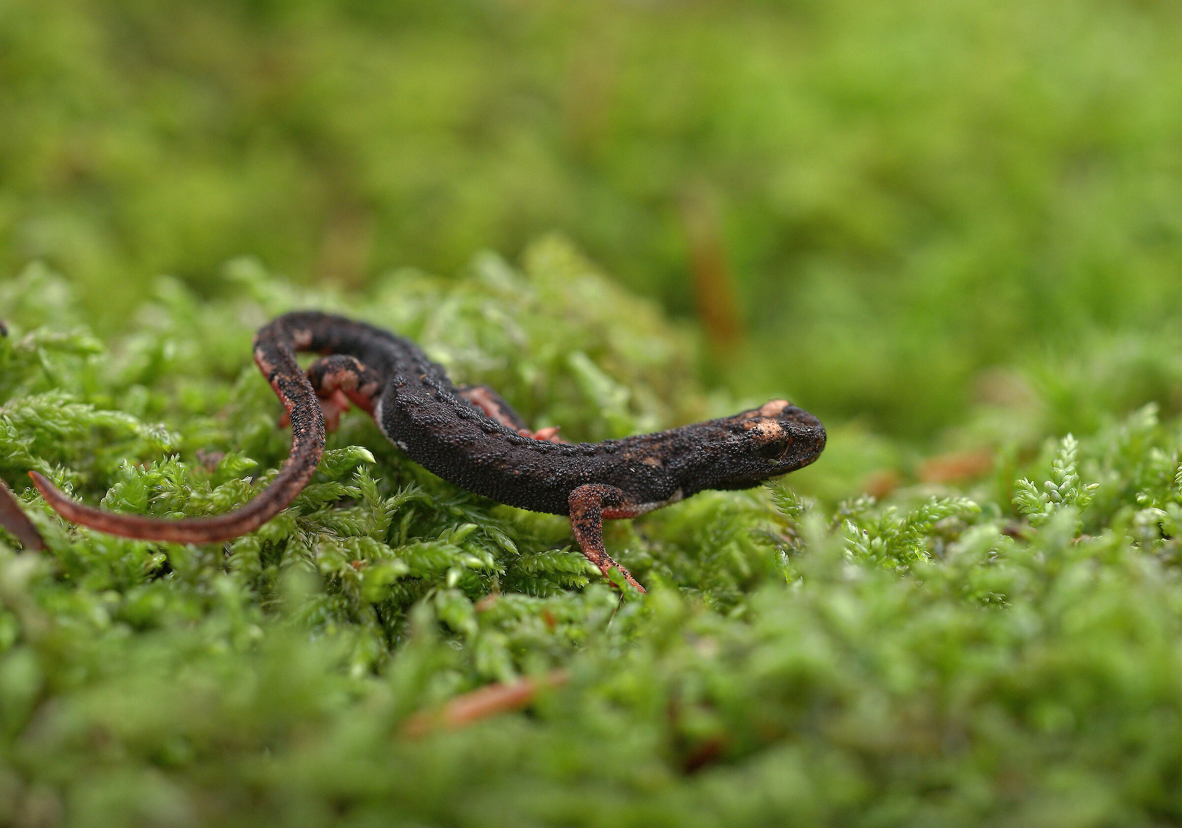 Glasses-wearing Salamander