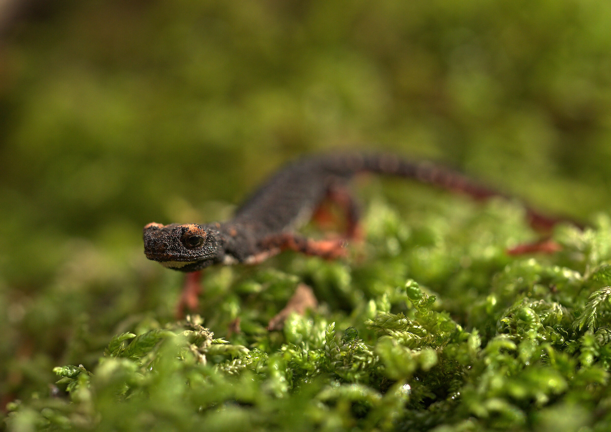 Glasses-wearing Salamander