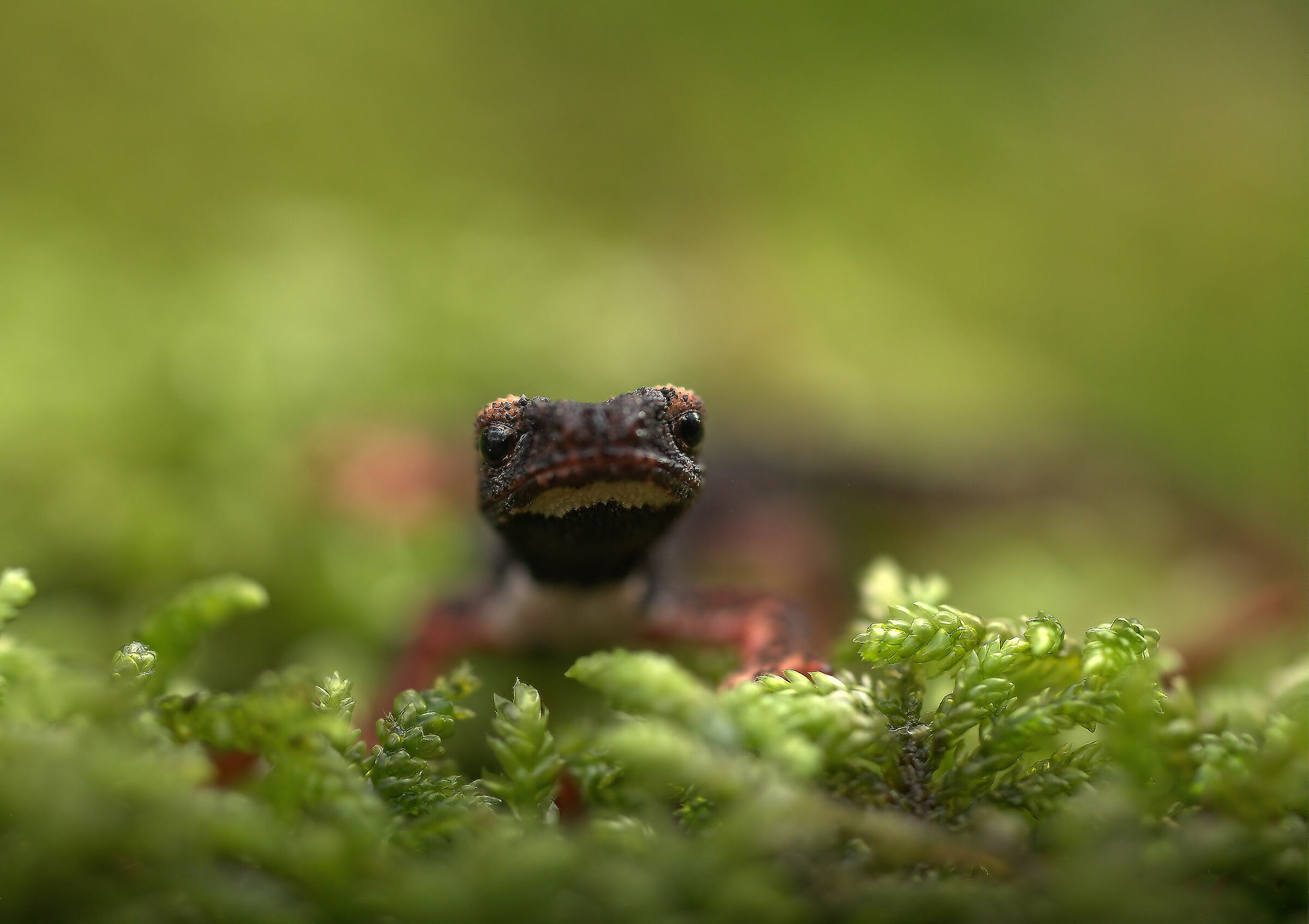 Glasses-wearing Salamander