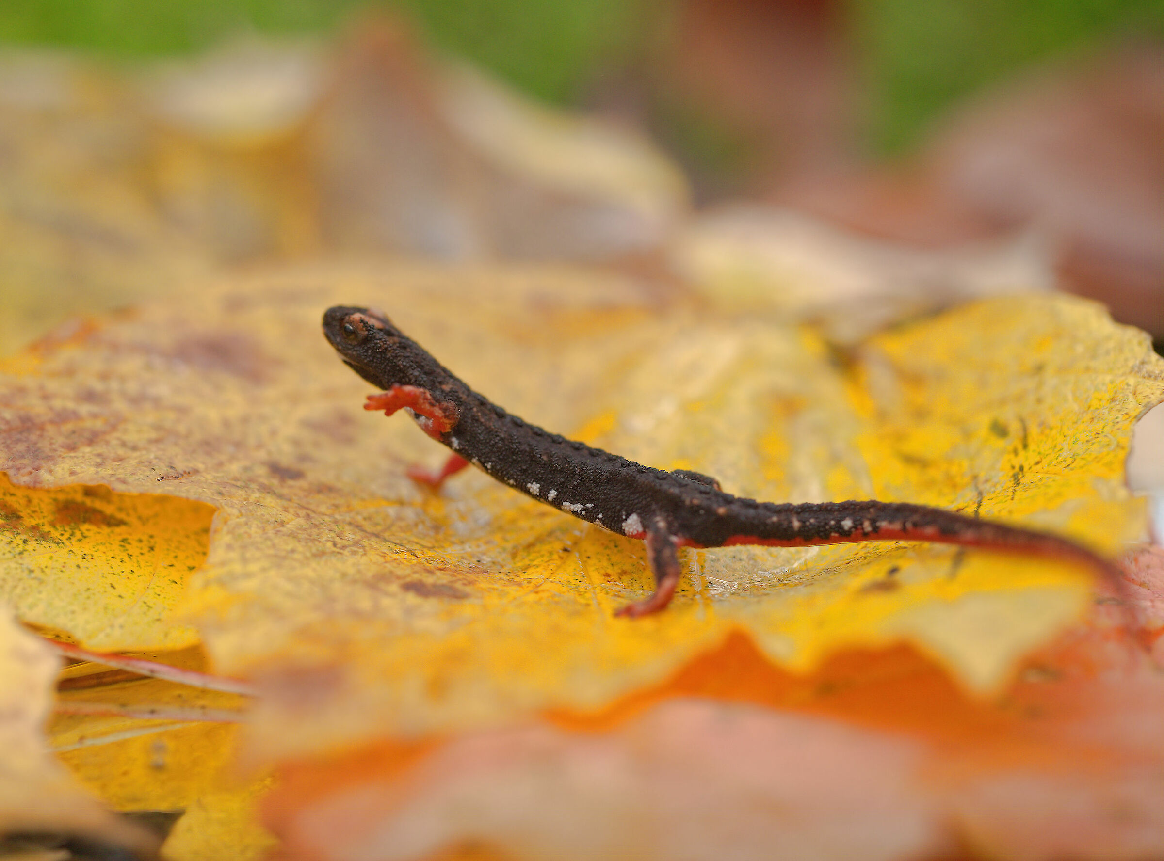 Glasses-wearing Salamander
