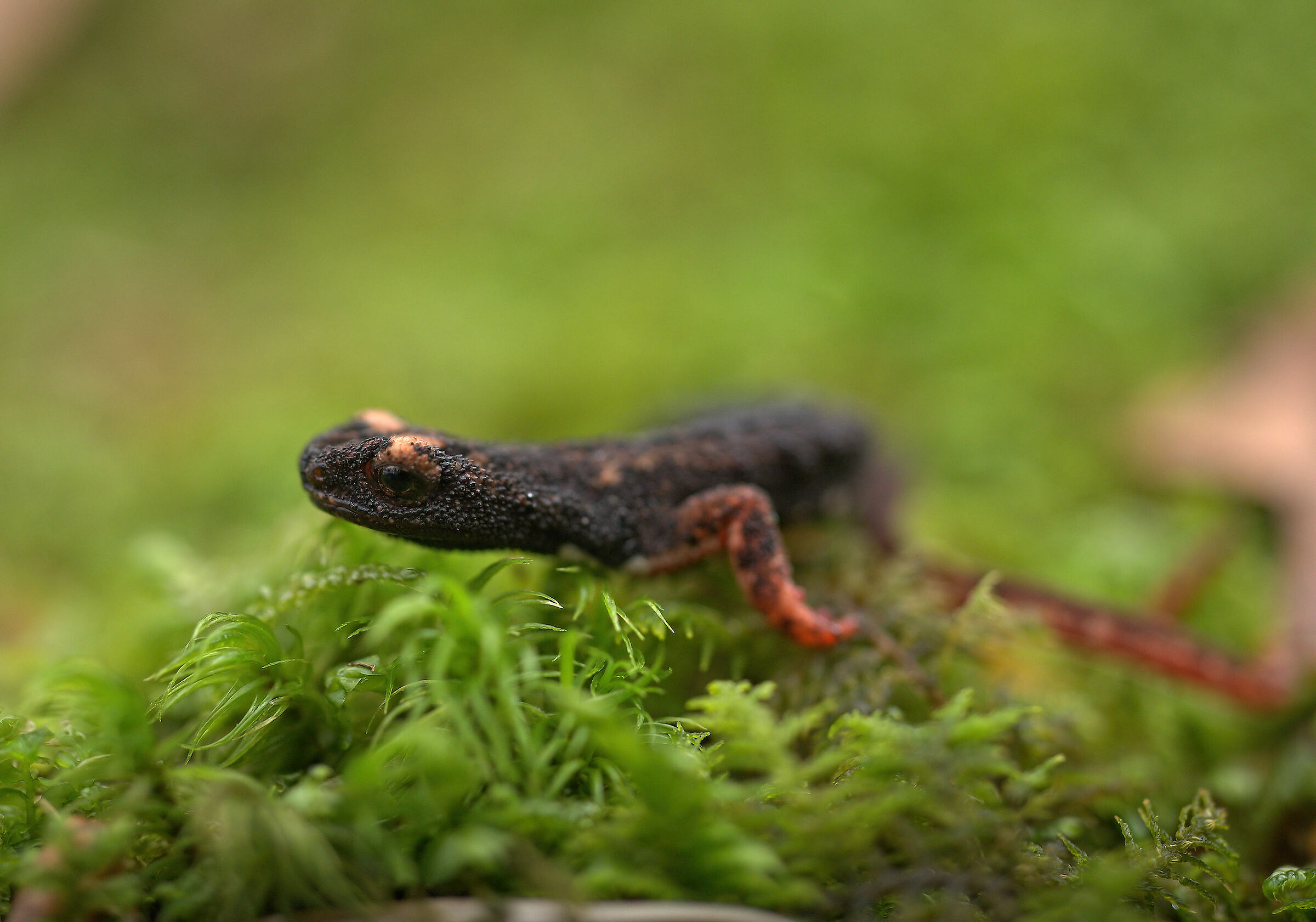 Glasses-wearing Salamander