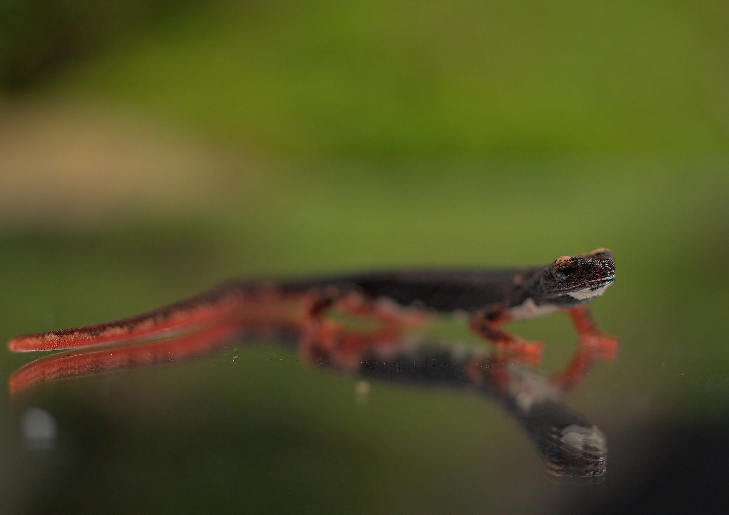 Glasses-wearing Salamander