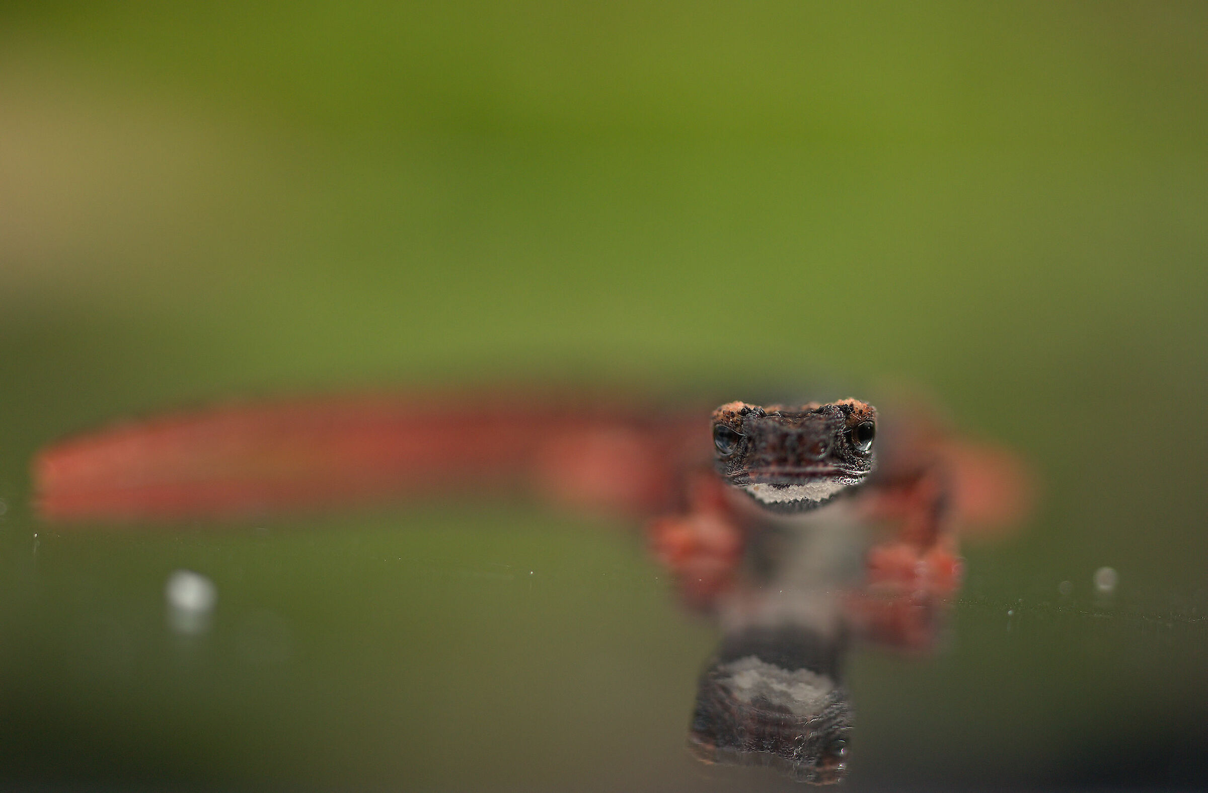 Glasses-wearing Salamander