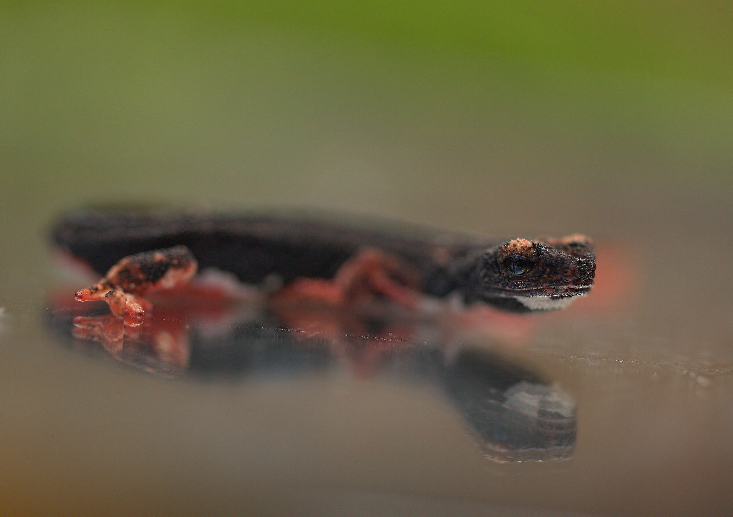 Glasses-wearing Salamander