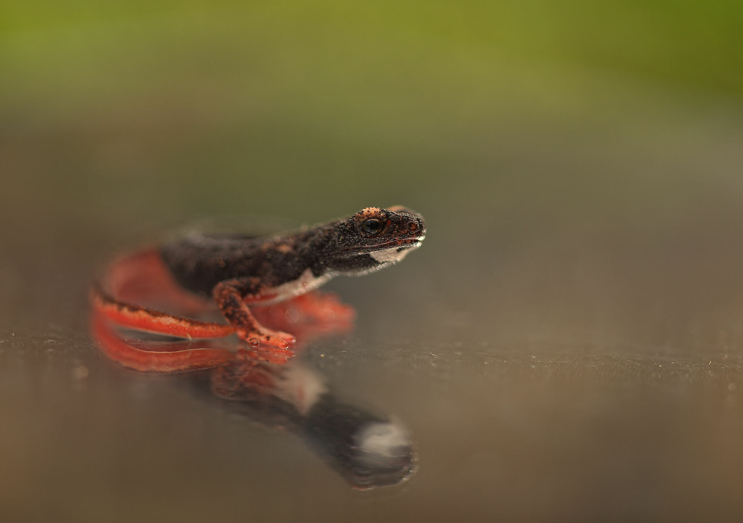 Glasses-wearing Salamander