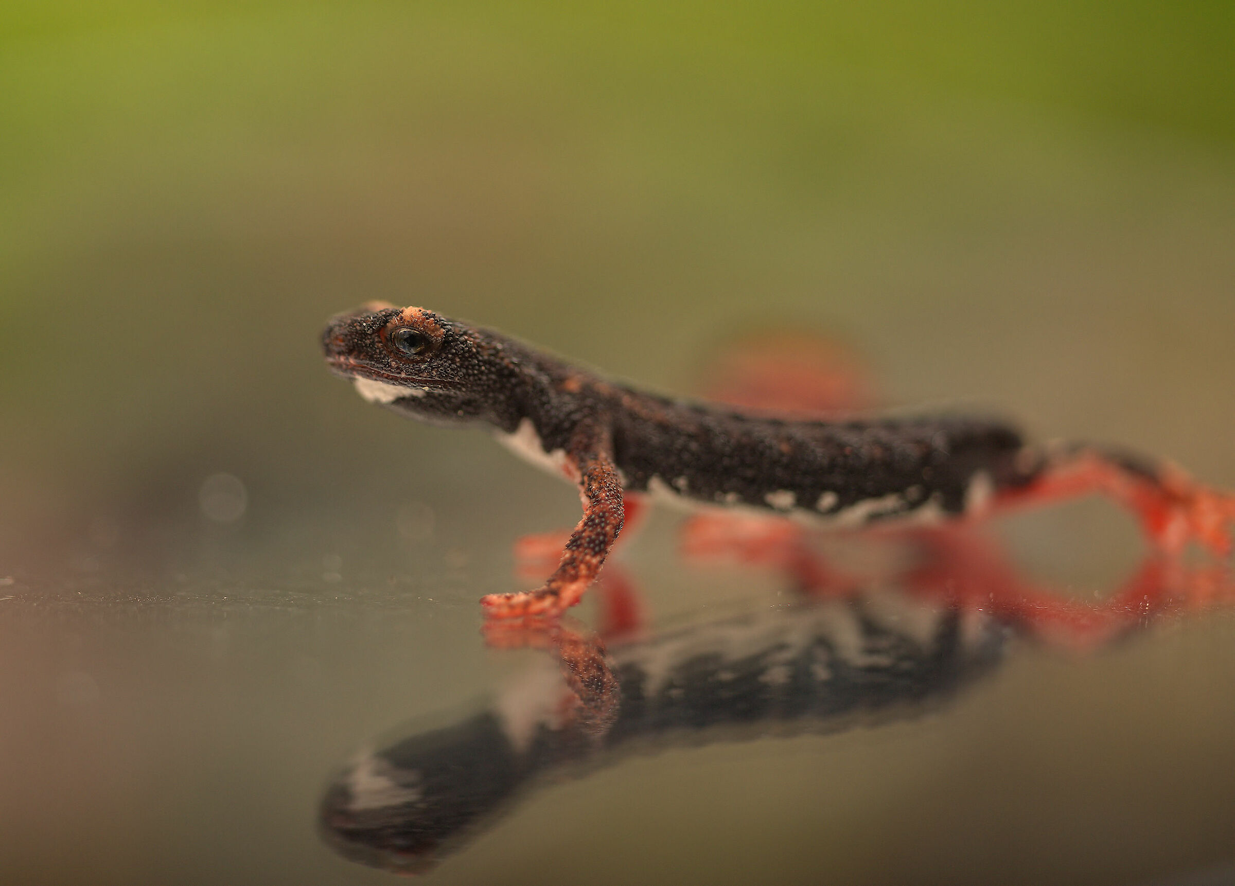 Glasses-wearing Salamander