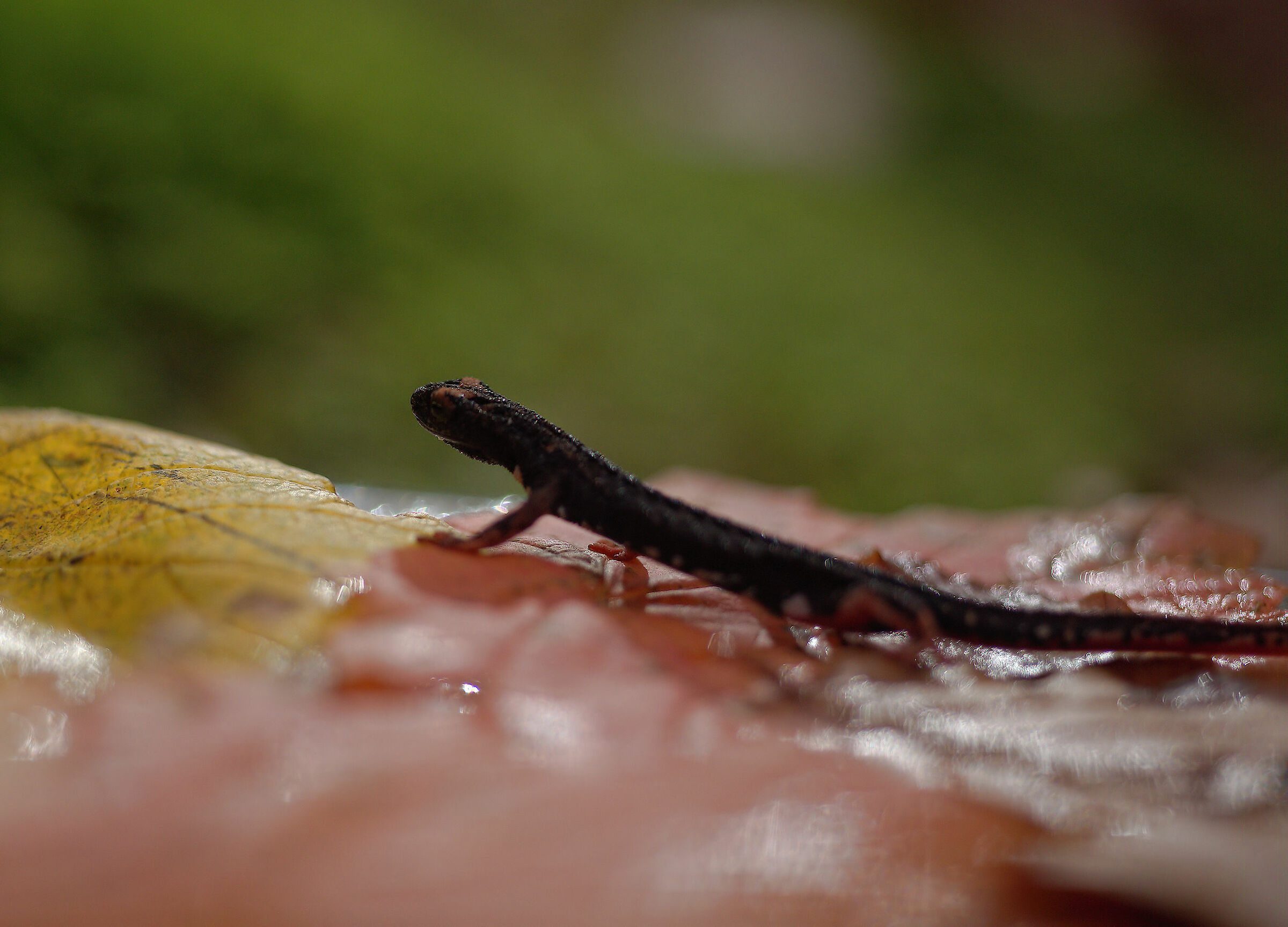 Glasses-wearing Salamander