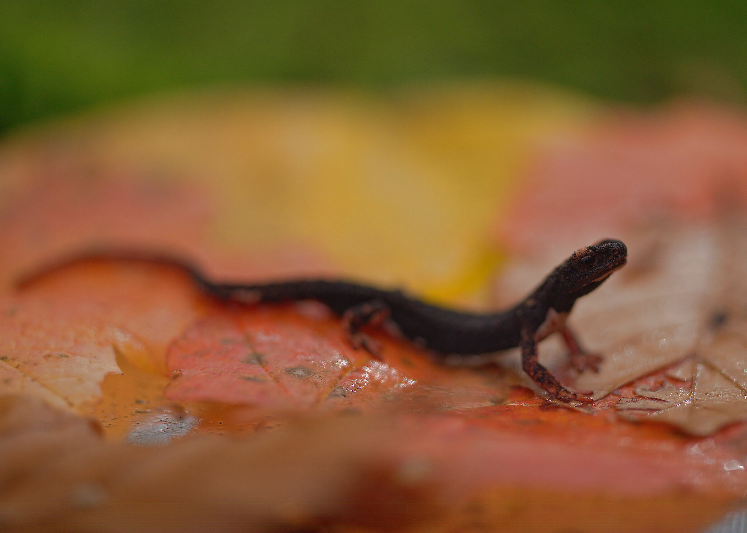 Glasses-wearing Salamander