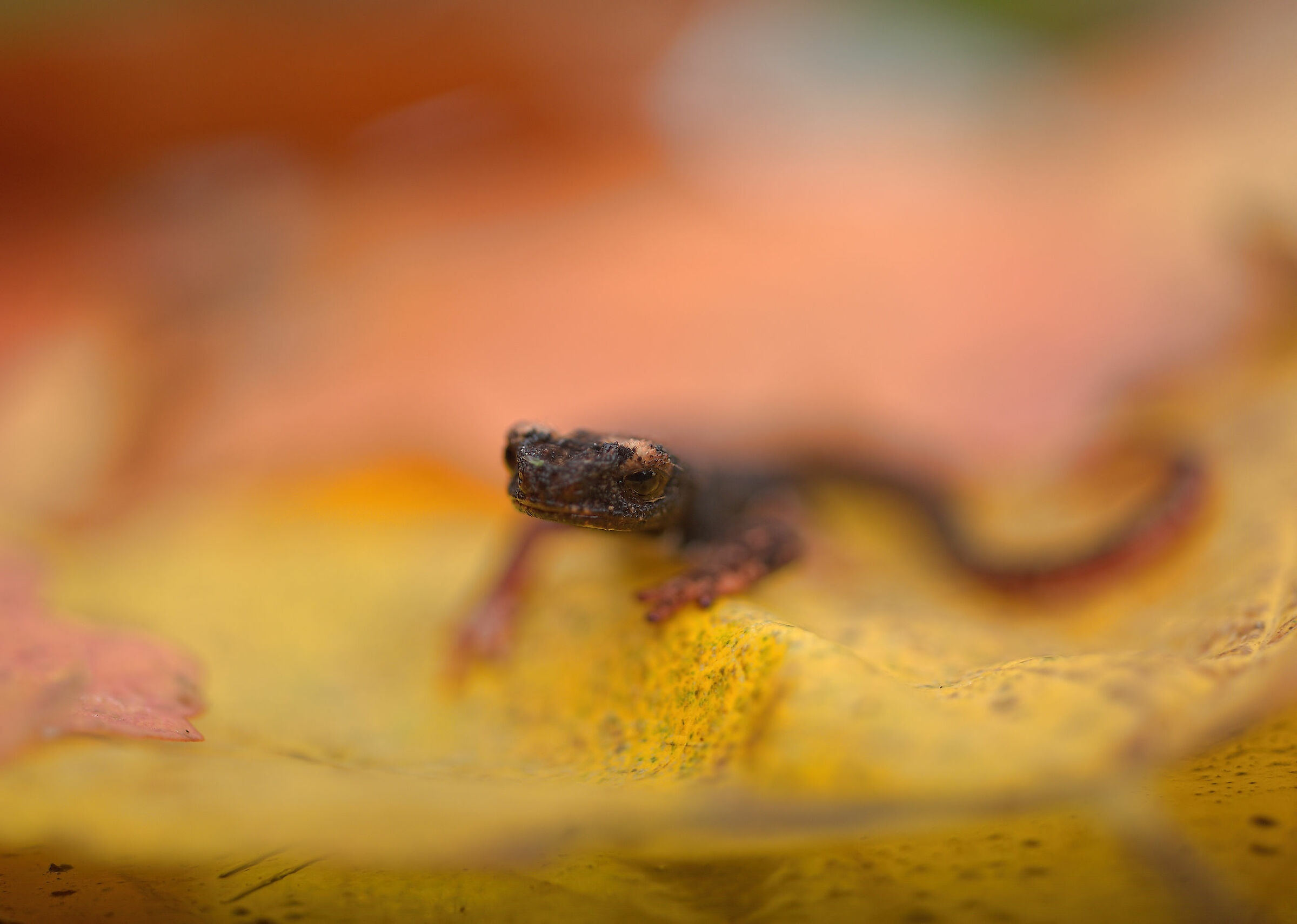 Glasses-wearing Salamander
