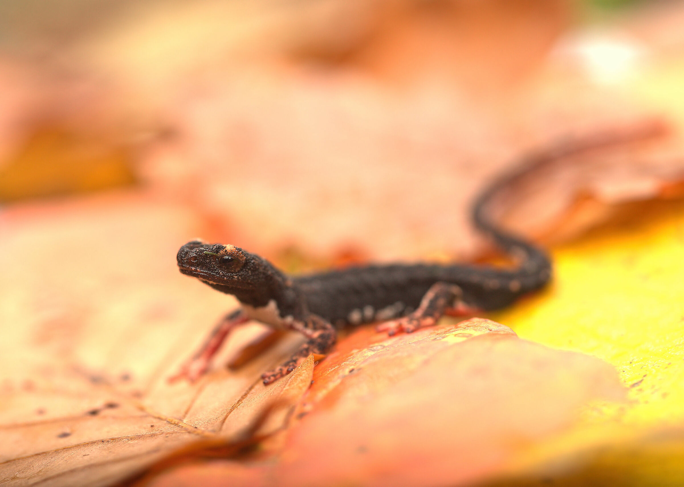Glasses-wearing Salamander