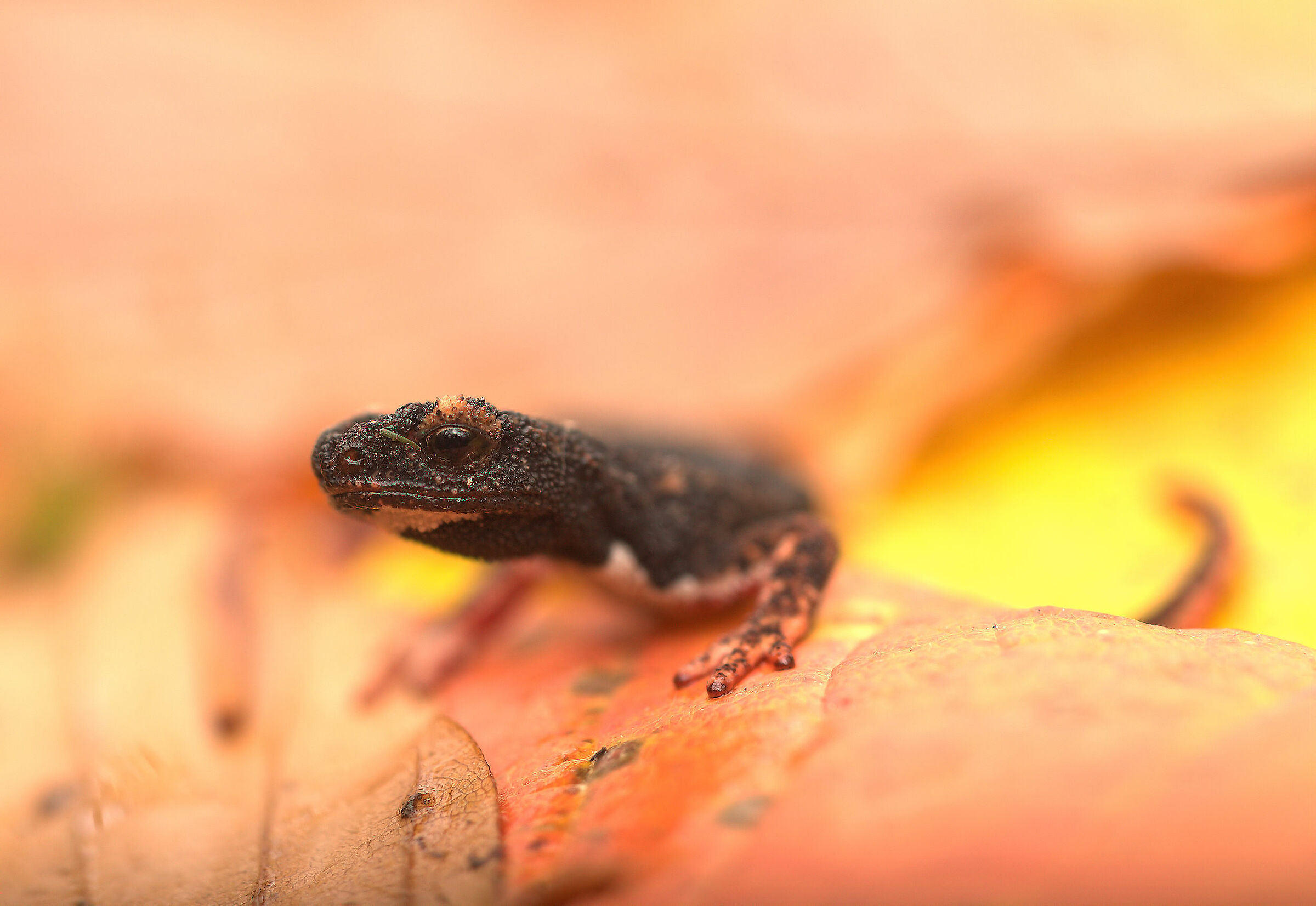 Glasses-wearing Salamander