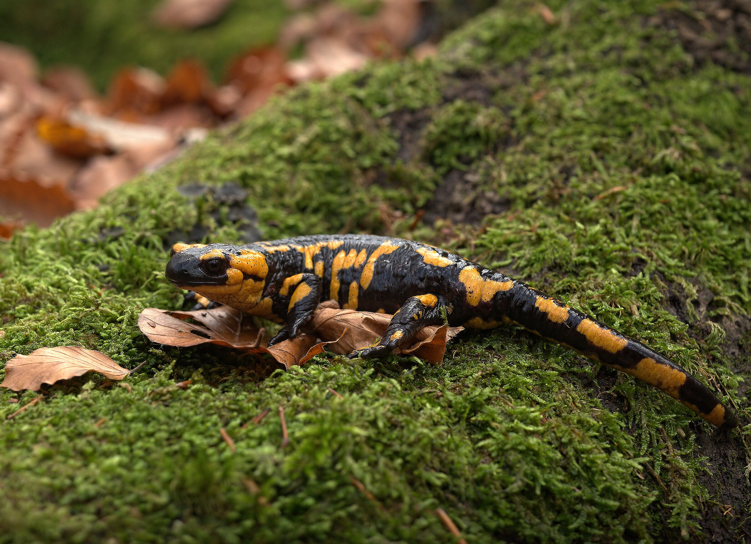 Peat Salamandra Gigliolii