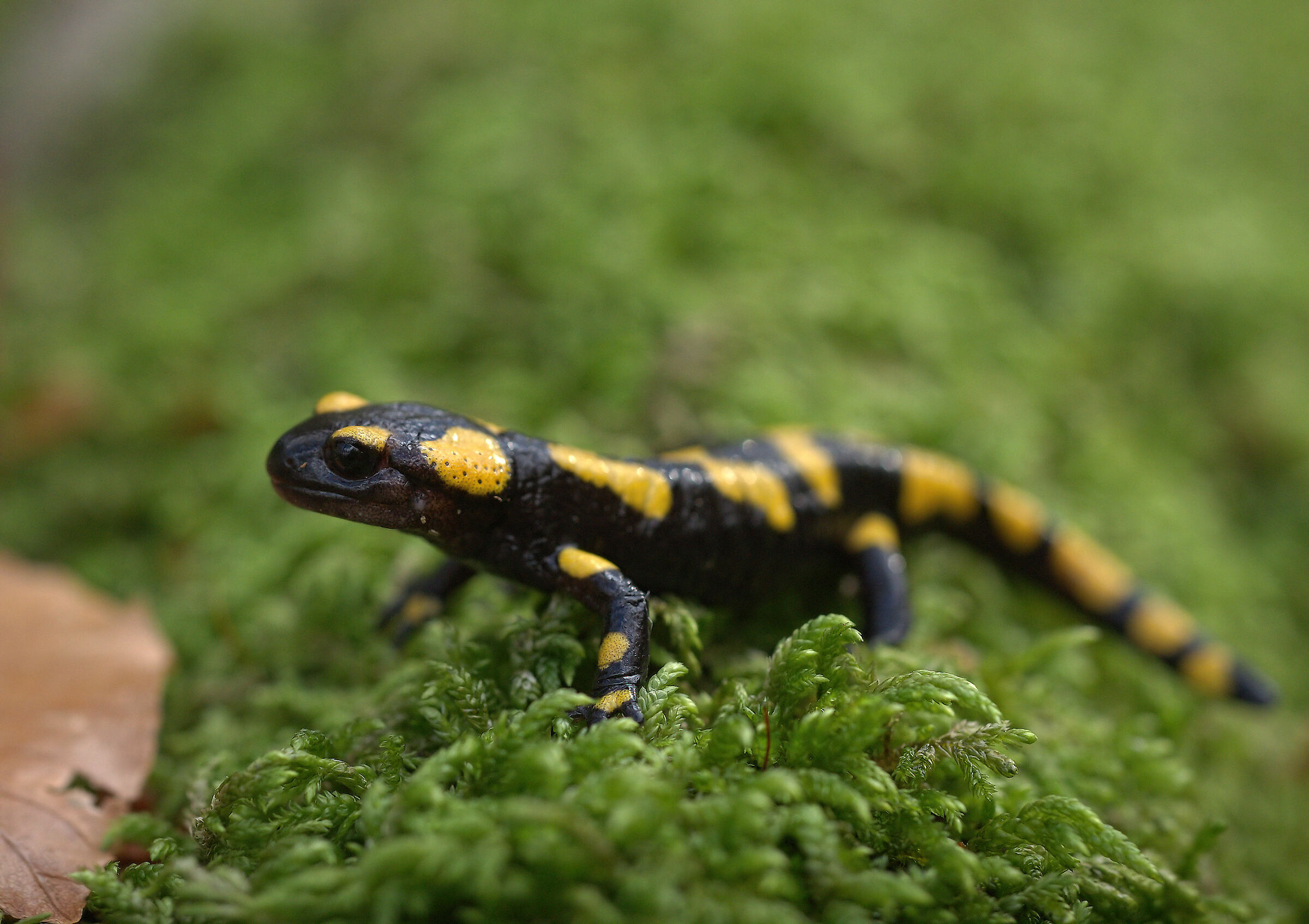 Peat Salamandra Gigliolii