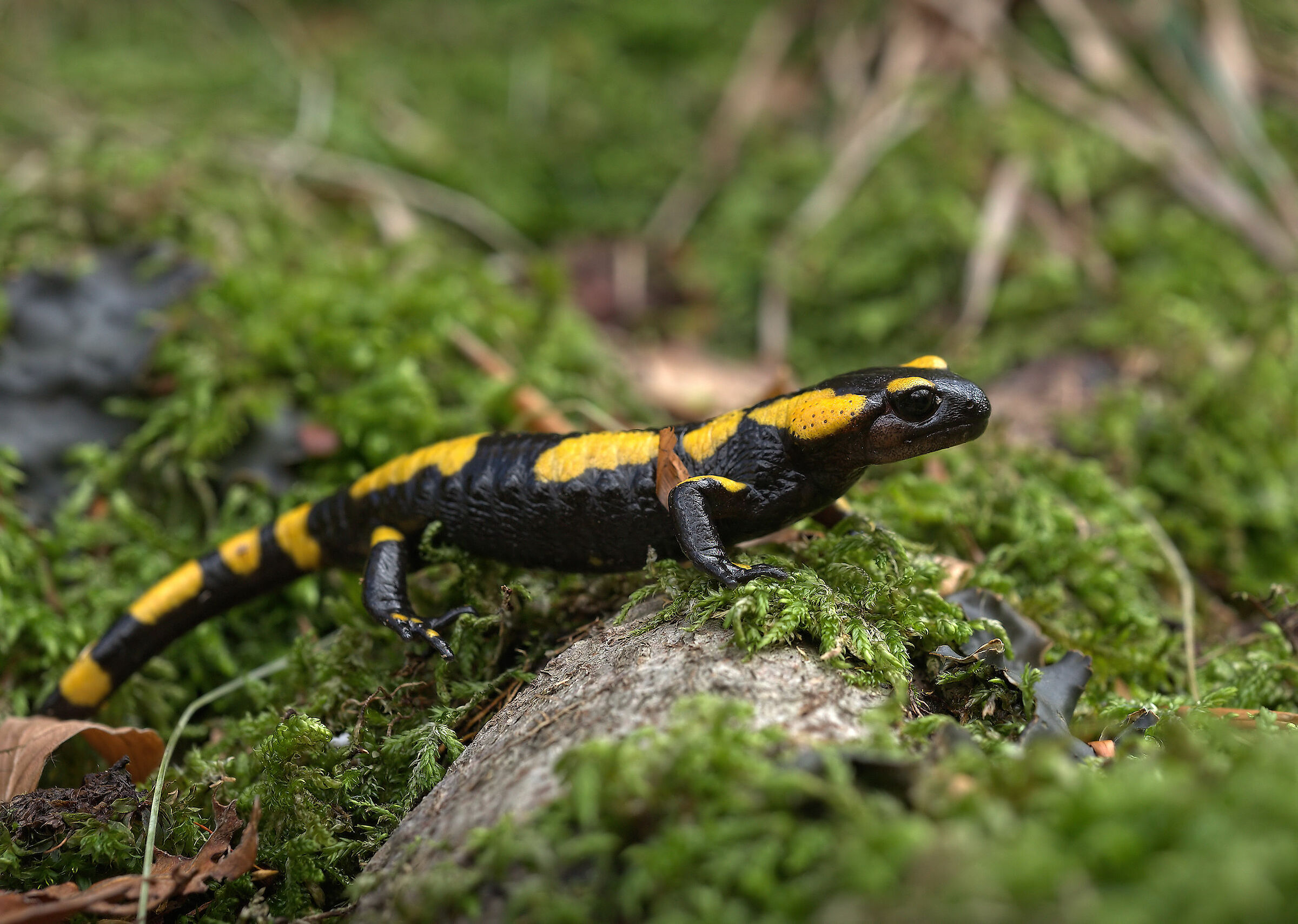 Peat Salamandra Gigliolii
