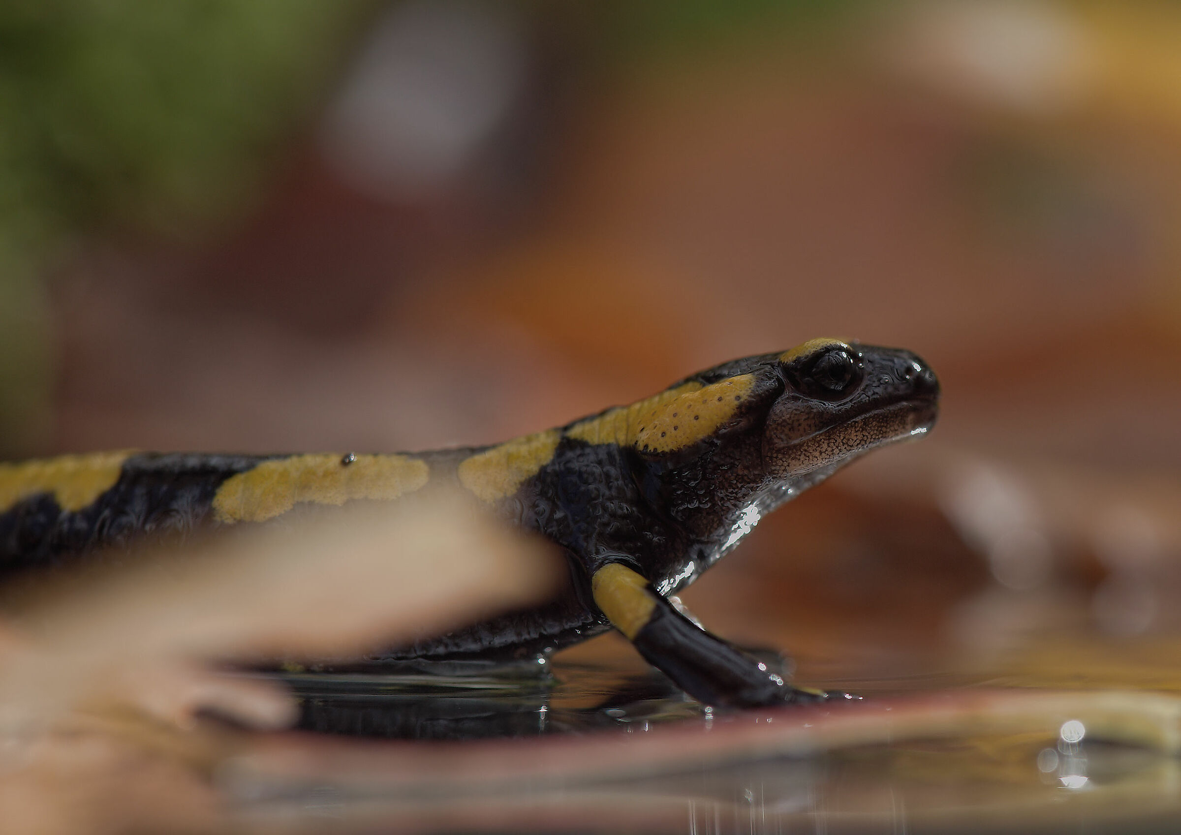 Peat Salamandra Gigliolii