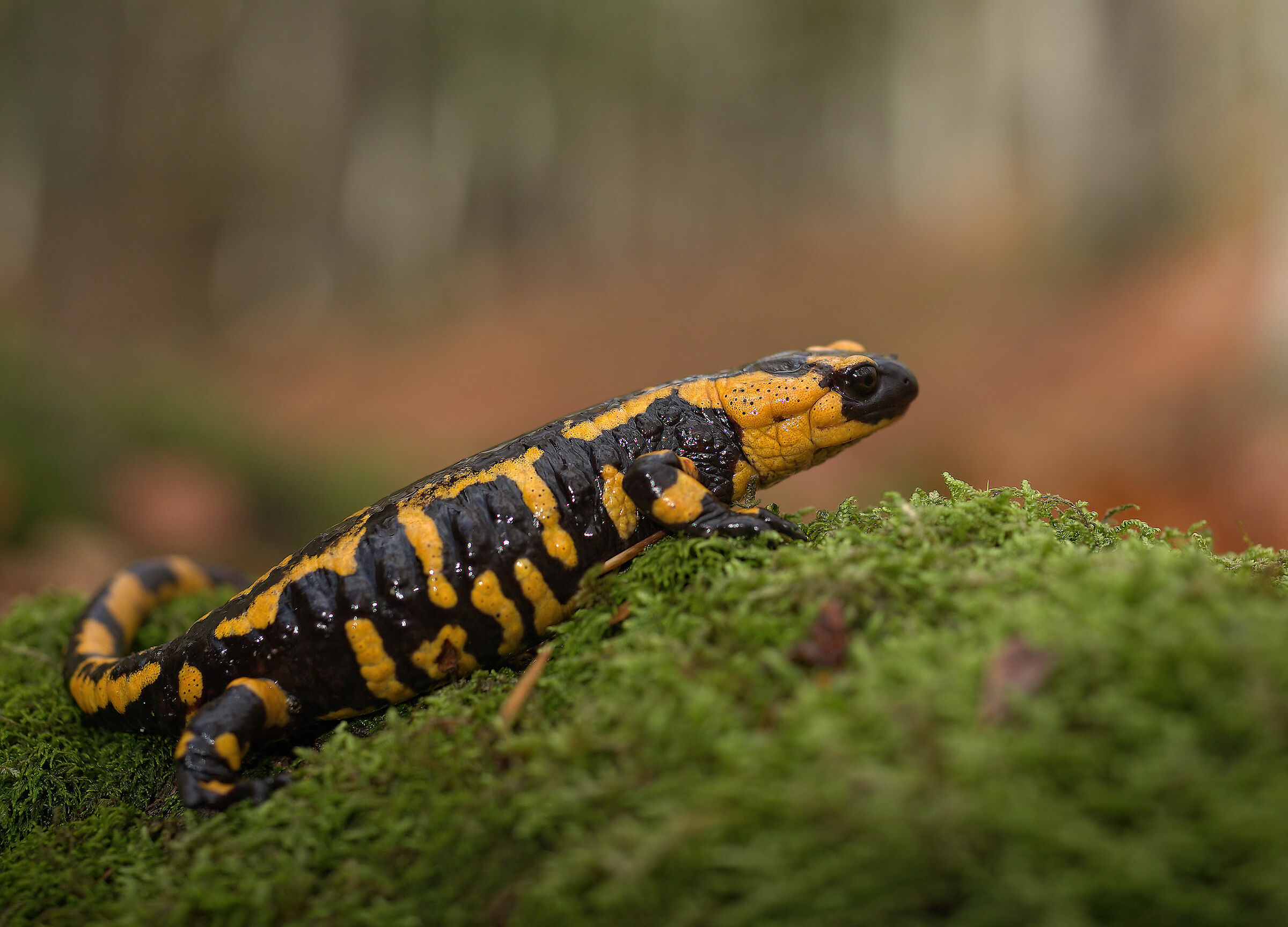 Peat Salamandra Gigliolii