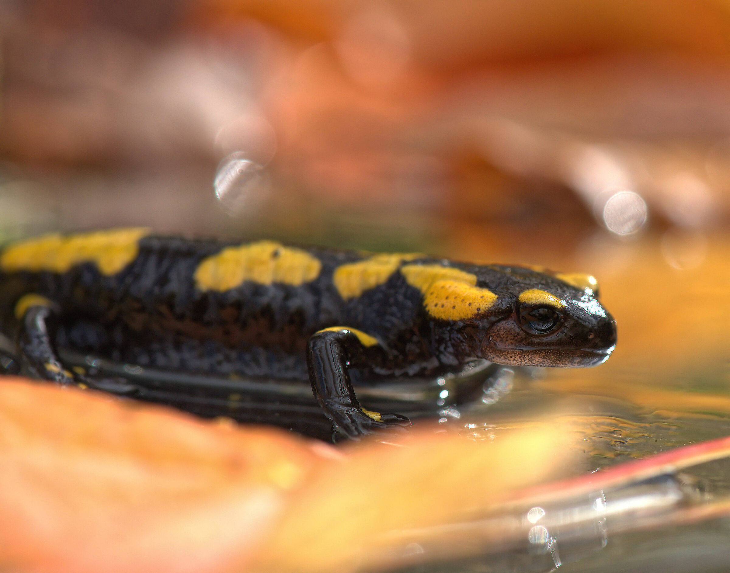 Peat Salamandra Gigliolii