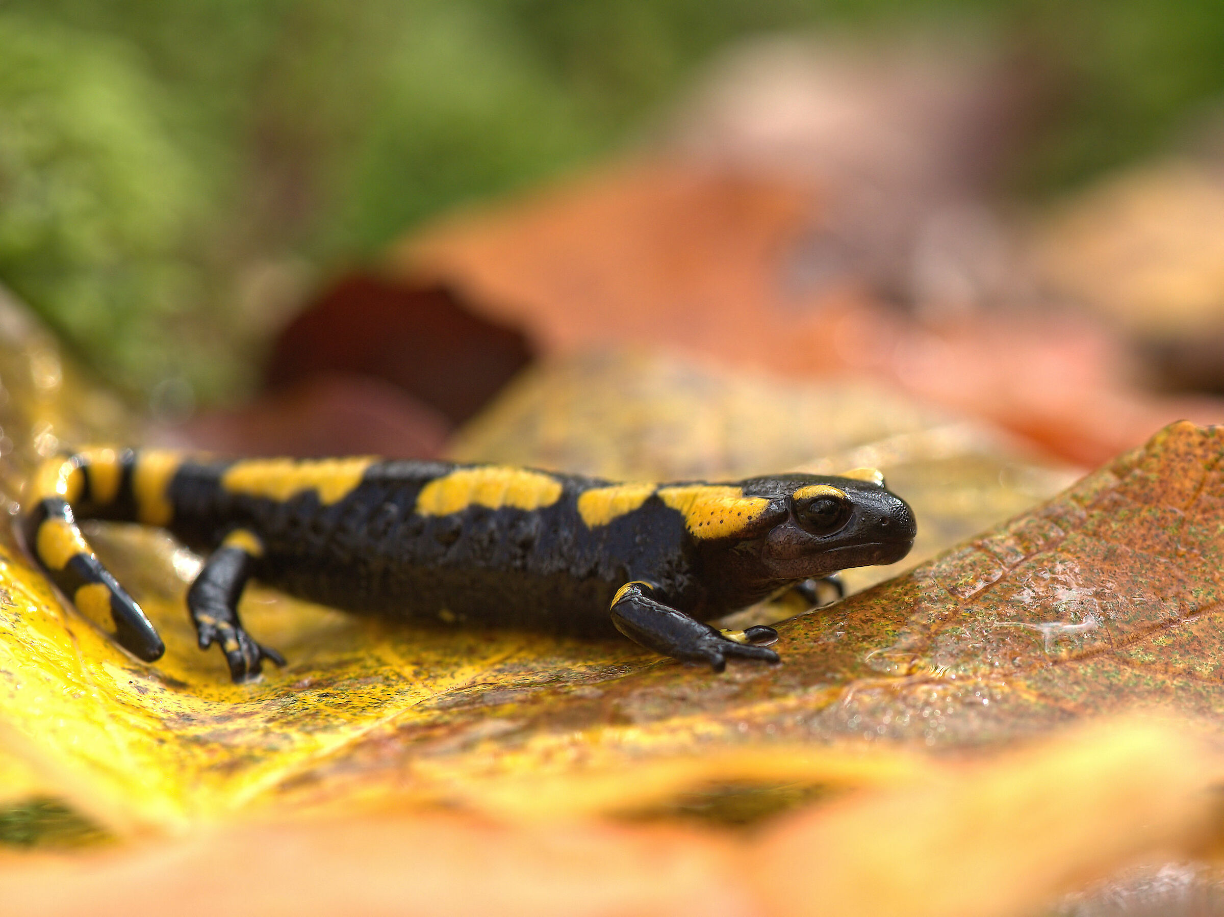 Peat Salamandra Gigliolii