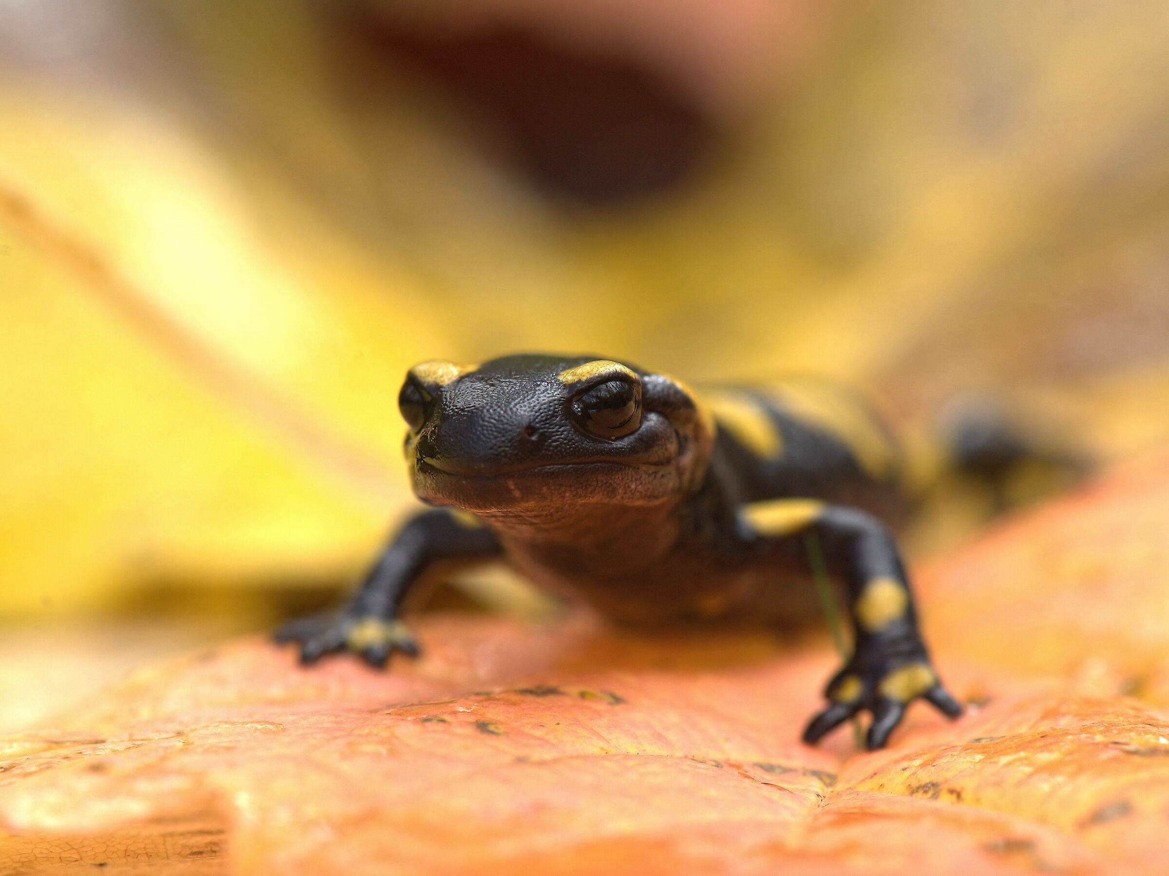 Peat Salamandra Gigliolii
