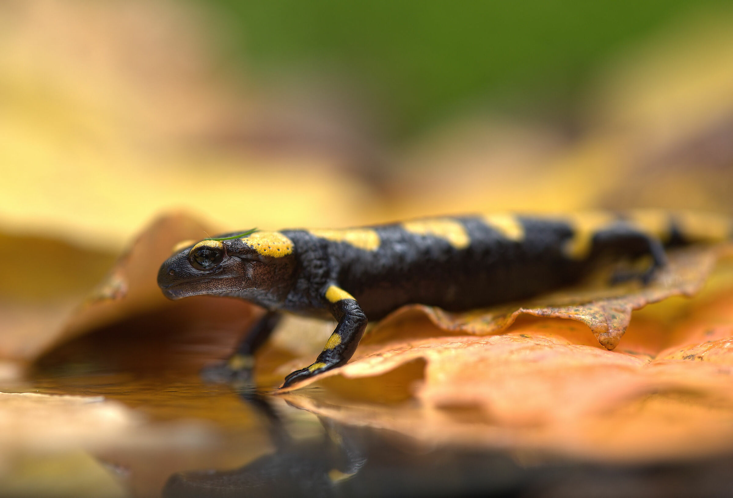 Peat Salamandra Gigliolii