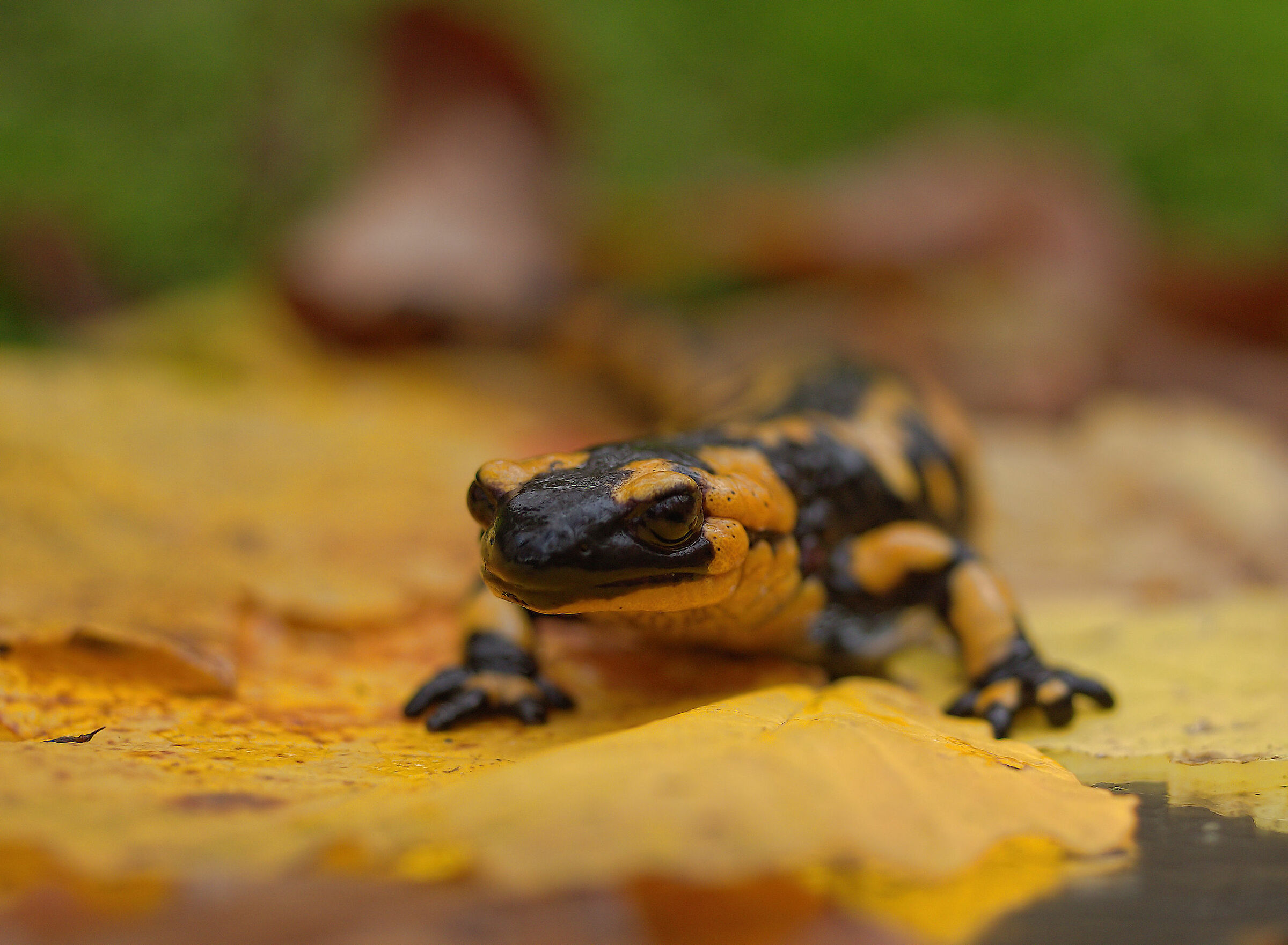 Peat Salamandra Gigliolii