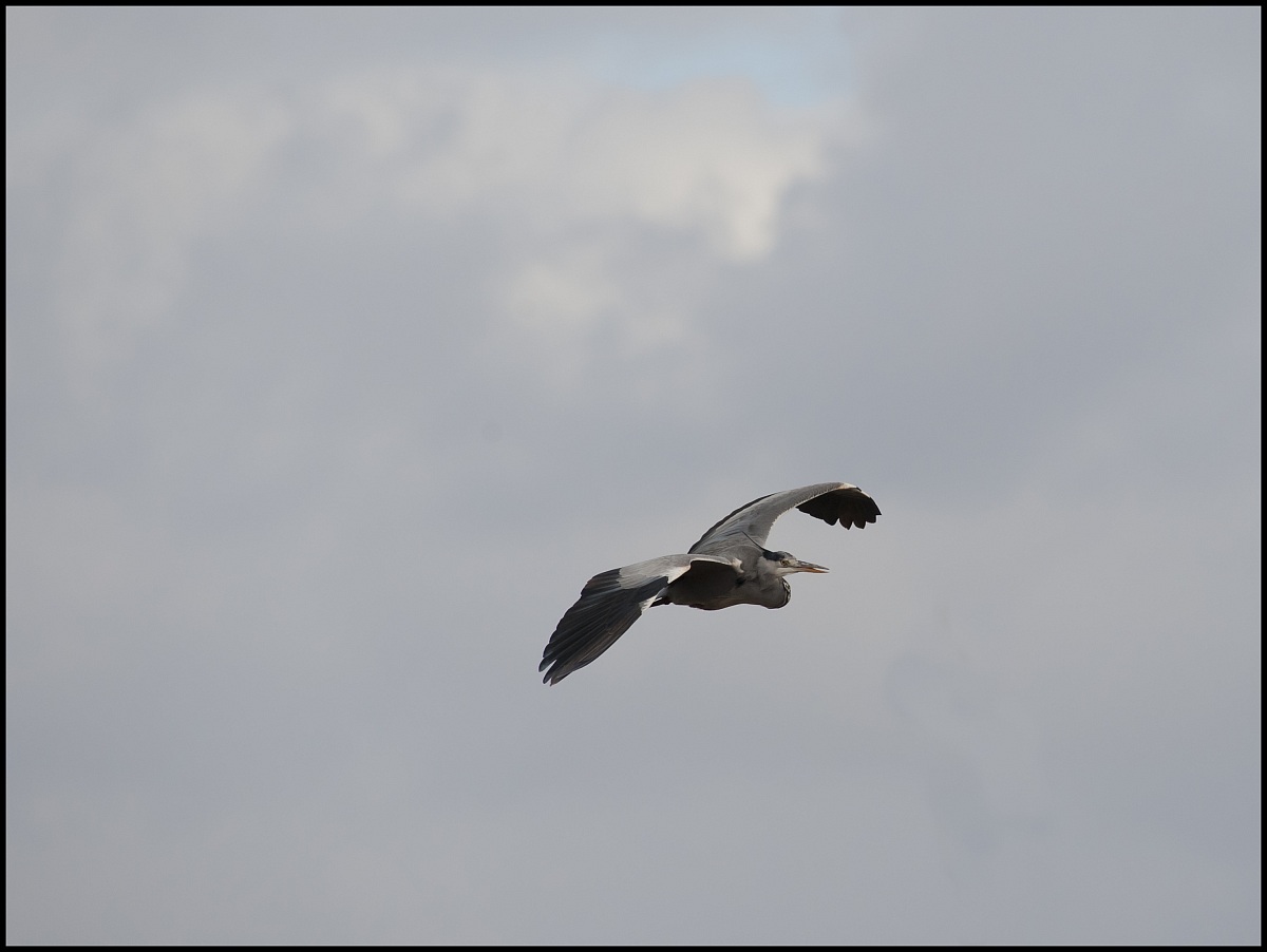 airone cinerino in volo