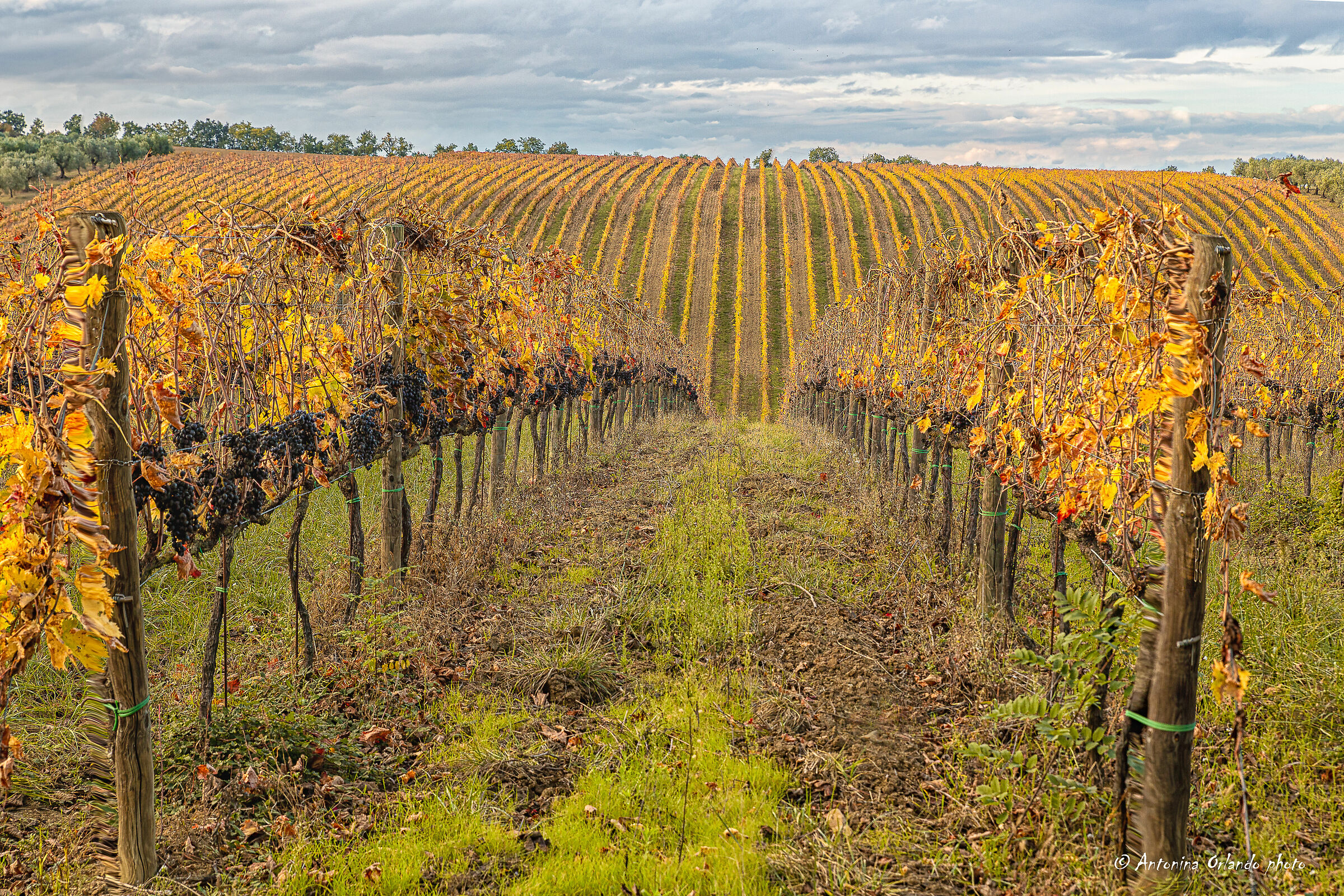 Autumn vineyard.