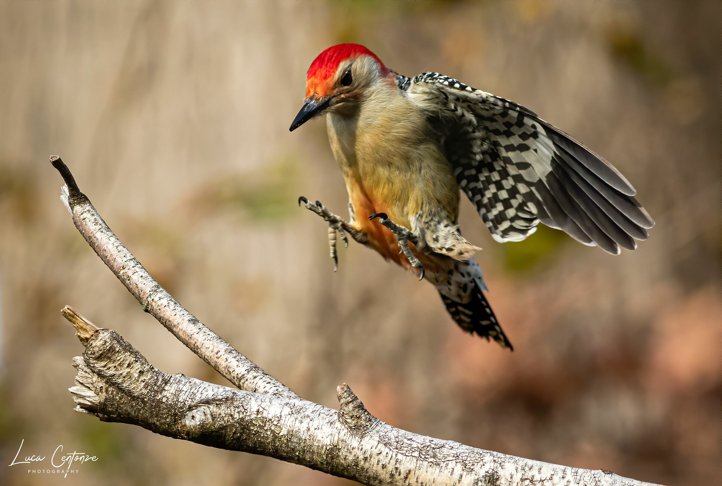 Red-bellied Wooepcker