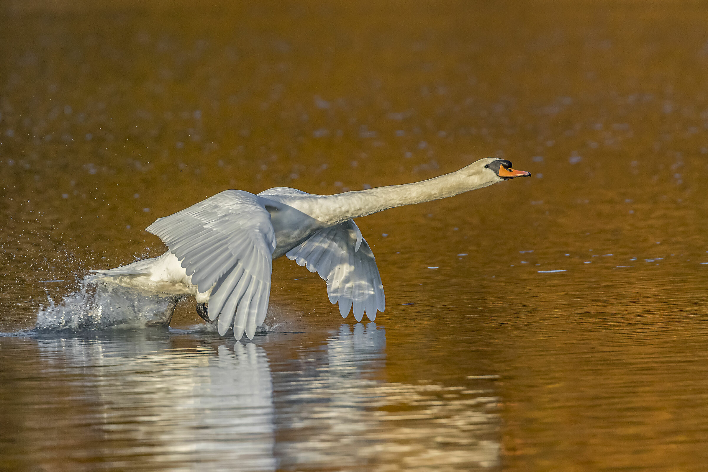 Mute swans (Cygnus olor)in fly