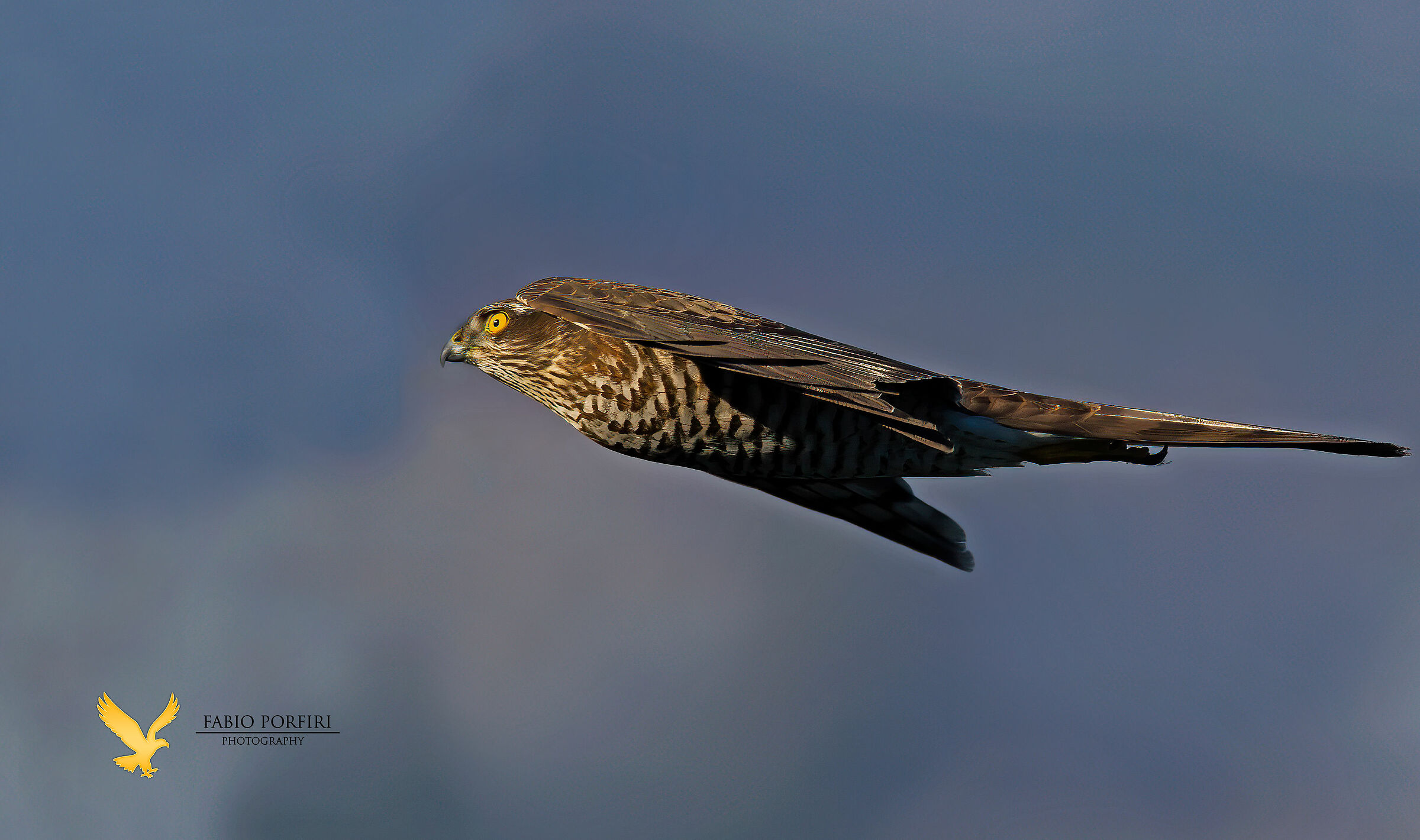 Sparviere ... a very fast passage in front of me at the