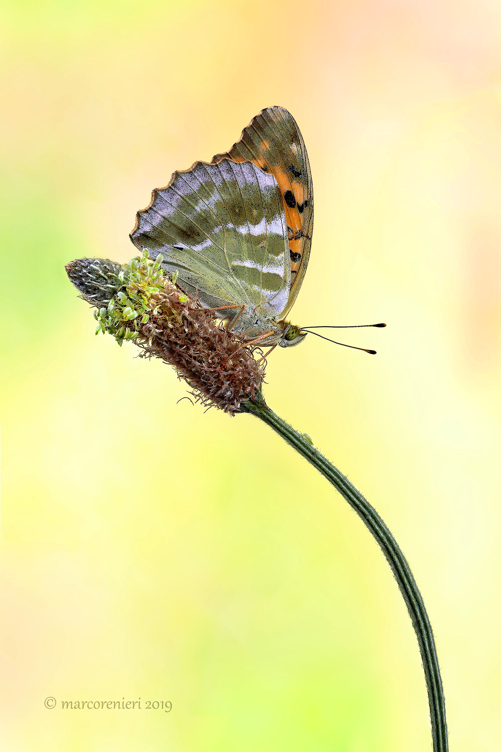 Argynnis paphia